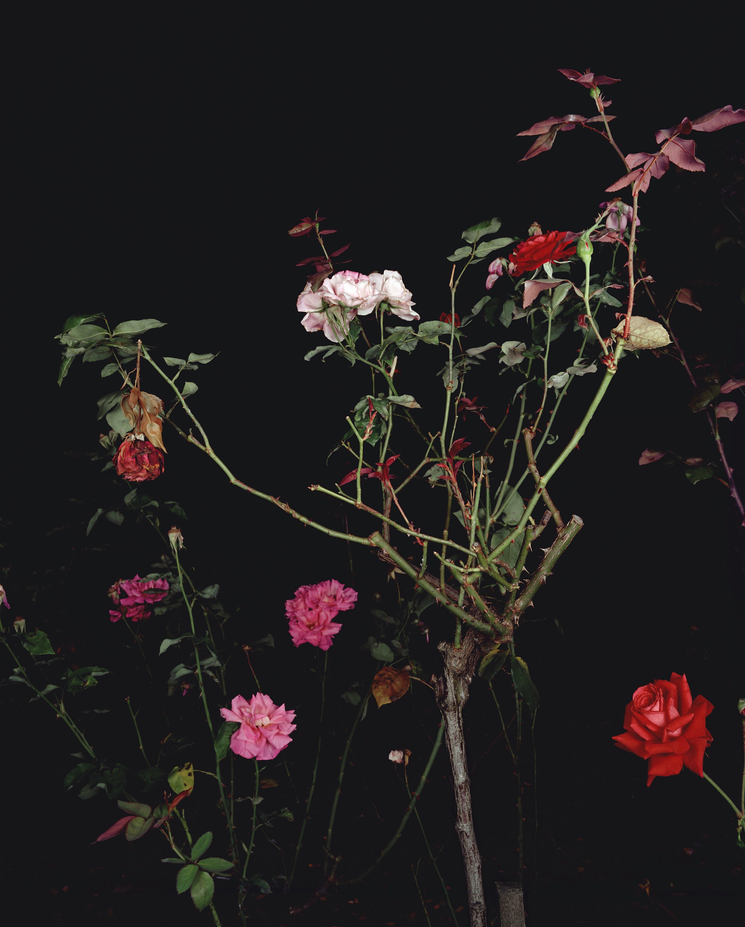 Sarah Jones, Untitled at Studio M, photo 10