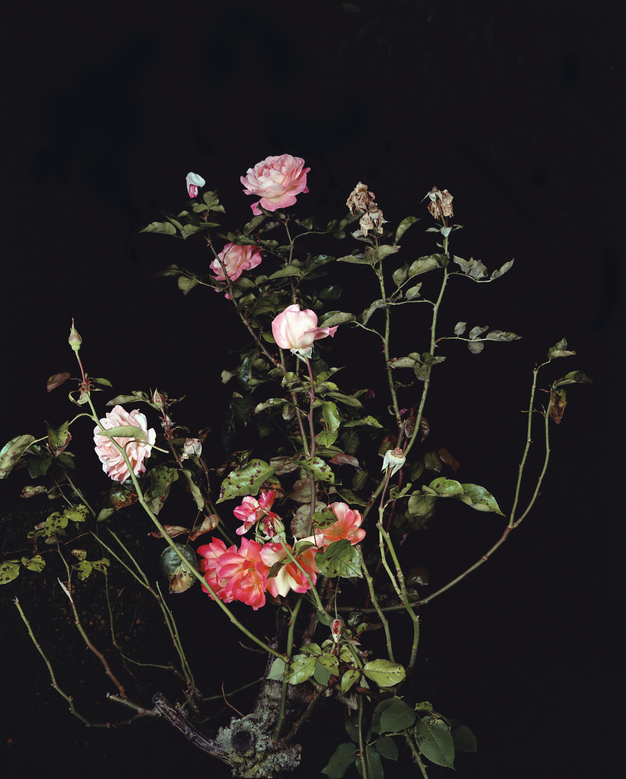 Sarah Jones, Untitled at Studio M, photo 12