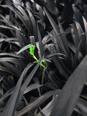 Image 9 of 10