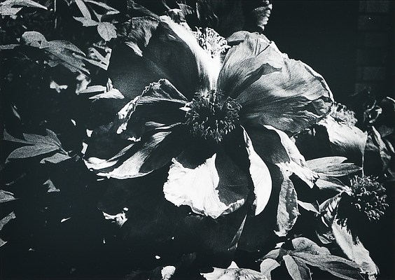 Image 29 of 52