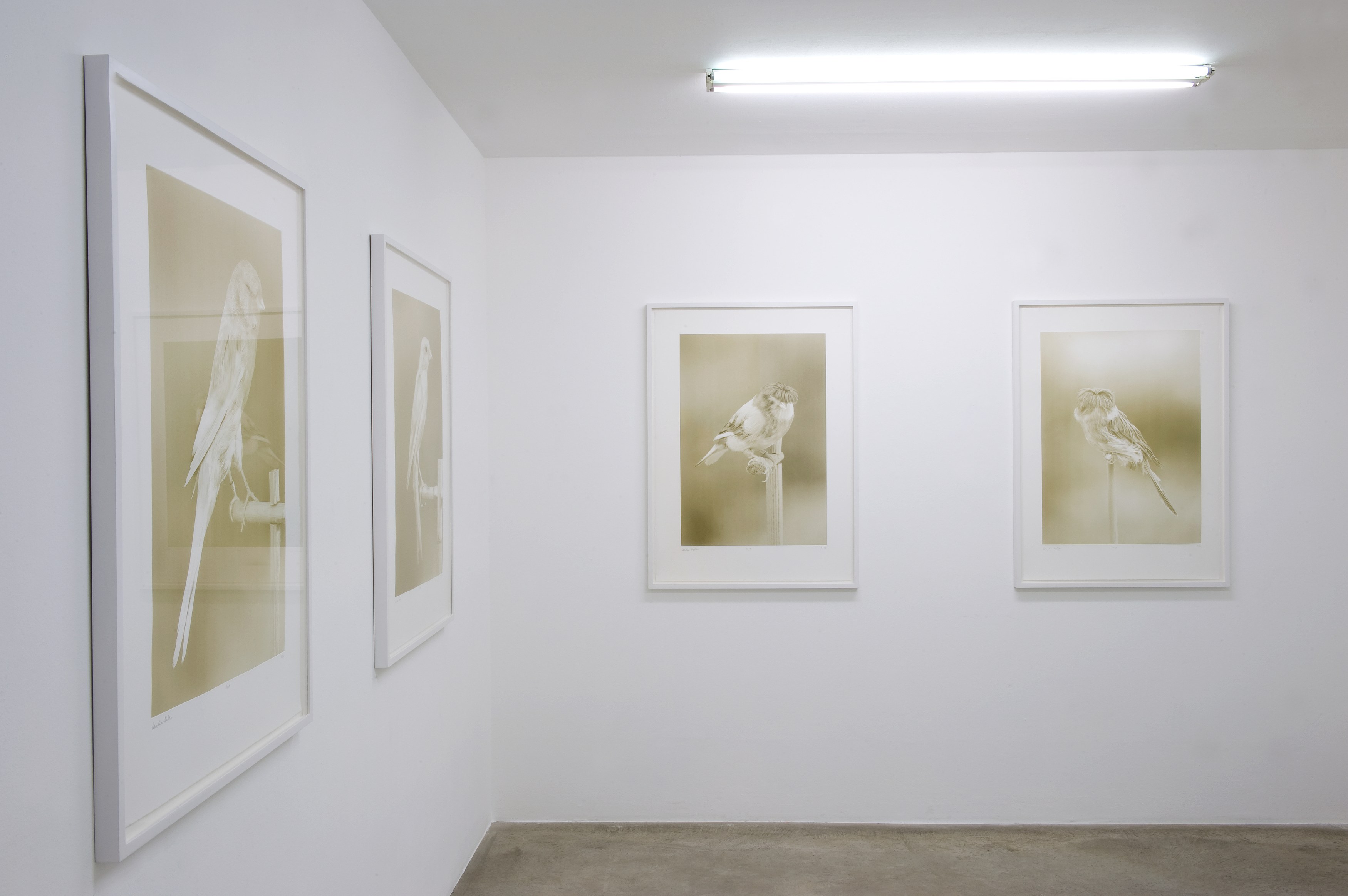 Carsten Höller, Bruno Serralongue, Dreamlandz at Air de Paris, photo 8