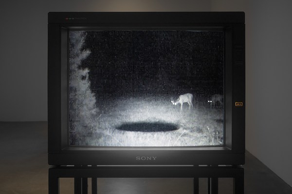 Close view of a video  monitor in a dark room showing a  grainy, night-vision image of two  wildlife creatures and a large hole.