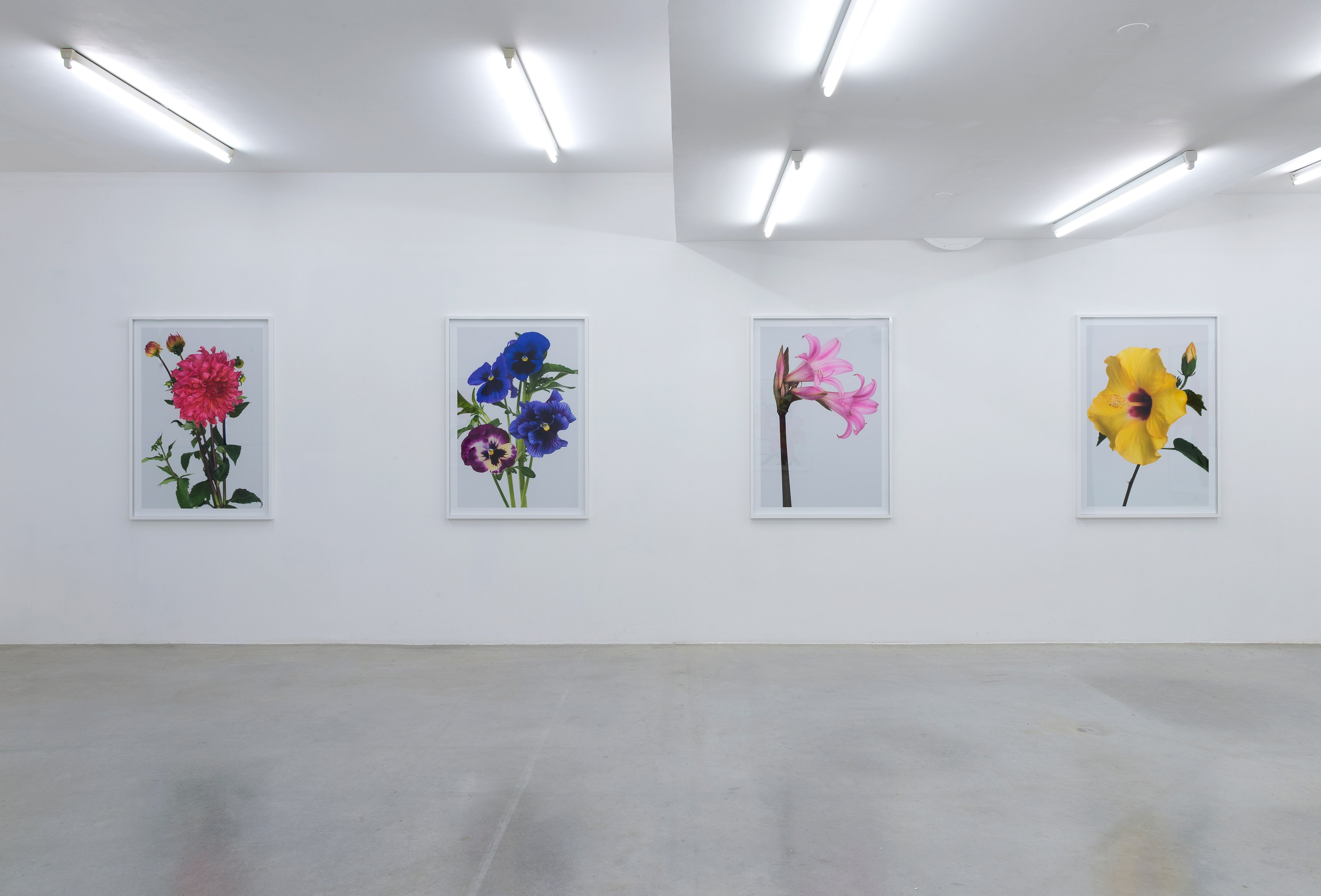 Pierre Joseph, #pierrejosephredouté at Air de Paris, photo 2