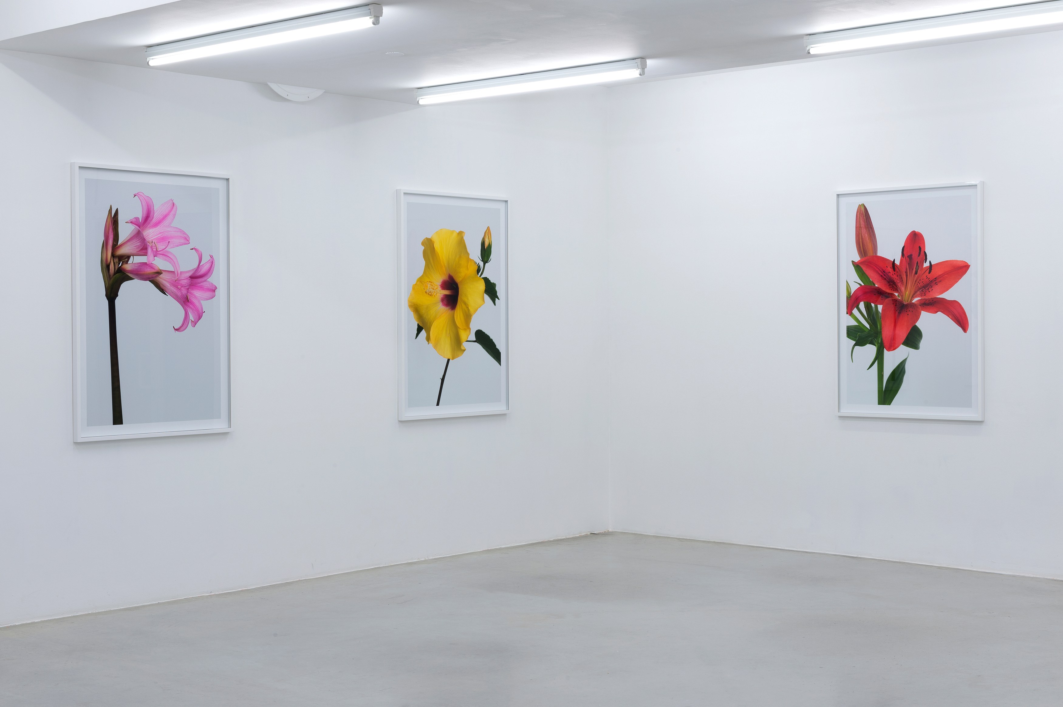 Pierre Joseph, #pierrejosephredouté at Air de Paris, photo 4