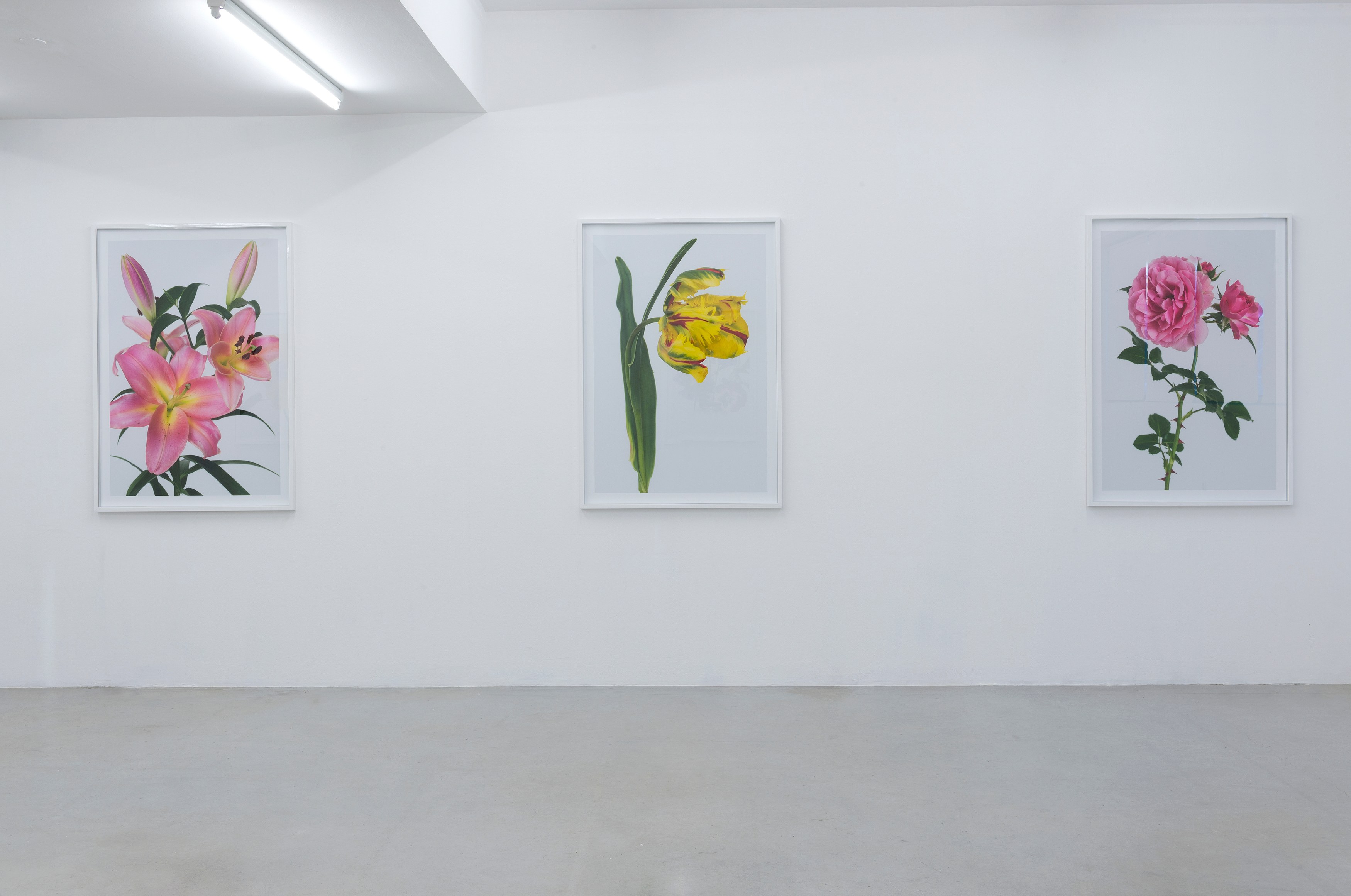 Pierre Joseph, #pierrejosephredouté at Air de Paris, photo 5