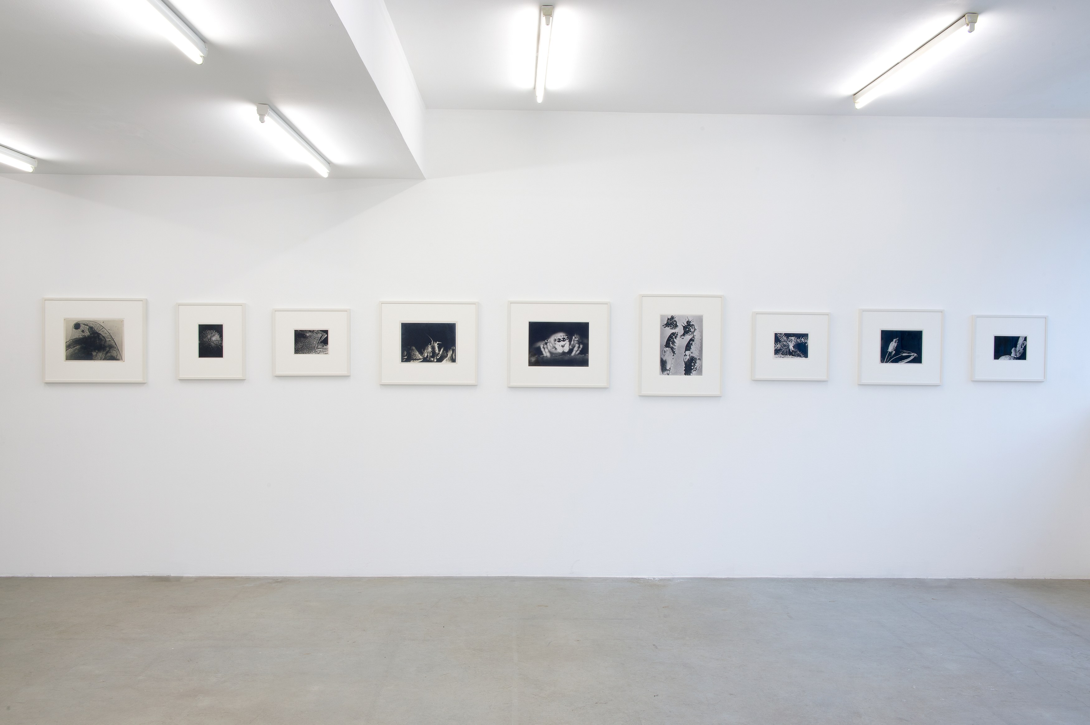 Jean Painlevé, Untitled at Air de Paris, photo 2