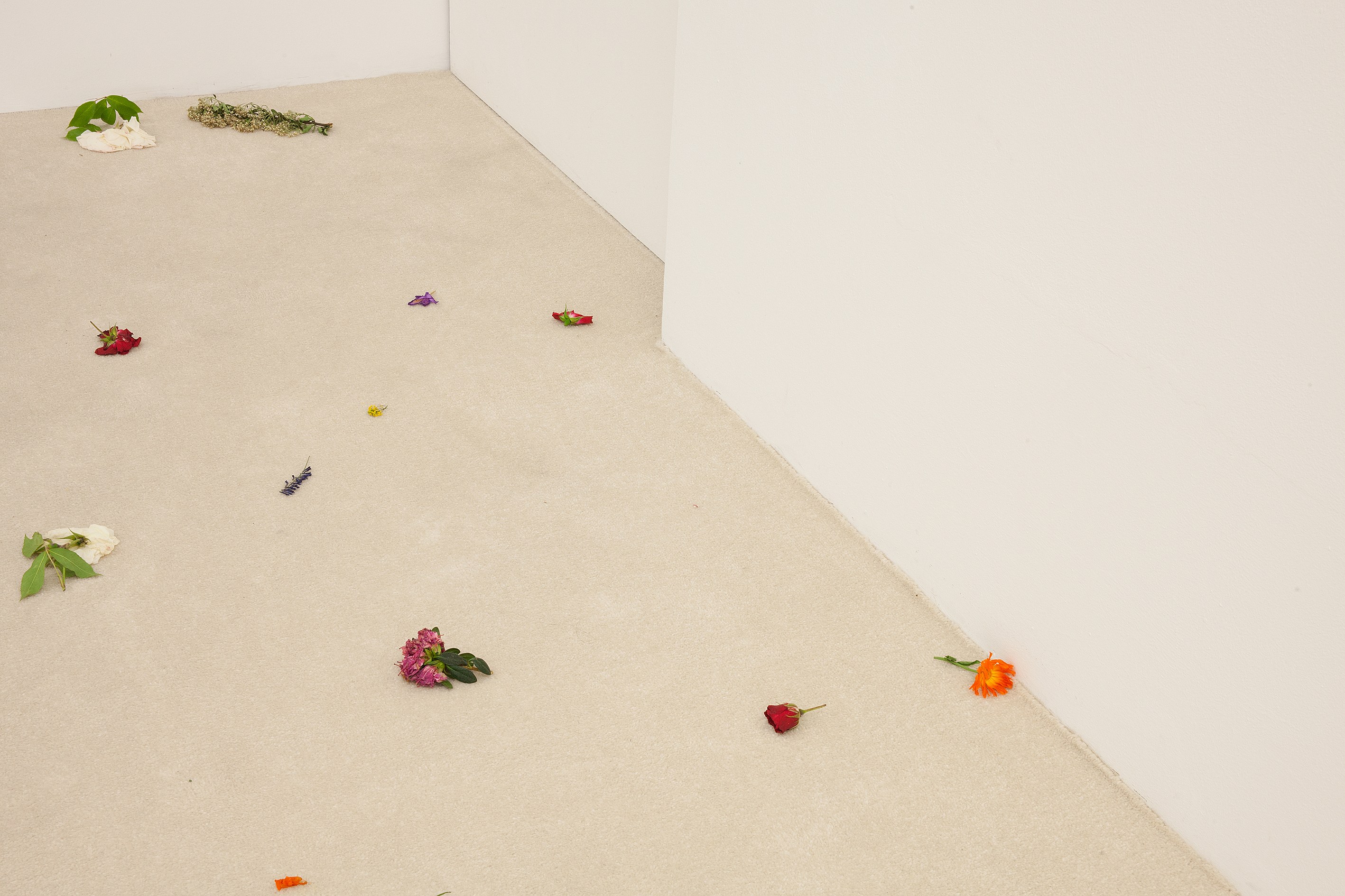 Angharad Williams, Without the Scales at Schiefe Zähne, photo 23