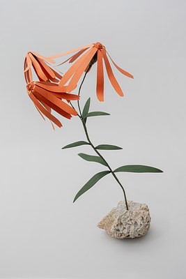 Image 15 of 31