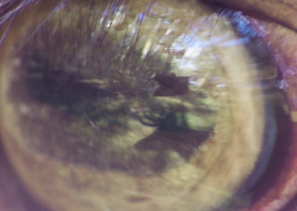 SI OFFSITE | OBJECTS IN MIRROR MIGHT BE CLOSER THAN THEY APPEAR, SI OFFSITE | OBJECTS IN MIRROR MIGHT BE CLOSER THAN THEY APPEAR at Swiss Institute, photo 4
