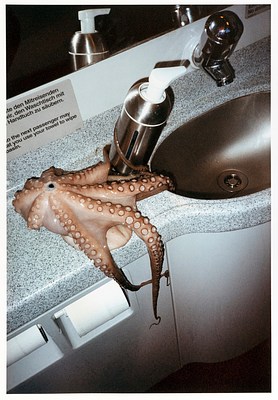 The photo, vertically oriented, depicts a sink and countertop that appear to be an airplane bathroom lit by a bright flash. A pink-brown octopus, its tentacles lined with circular suction cups, is draped over a  metal built-in hand soap dispenser attached to the speckled grey plastic countertop. The ends of the tentacles are hanging down into the small oval-shaped metal sink and down the sides of the counter, its dark, worm-like ends almost coming into contact with a roll of toilet paper. A sticker with bold text under the wall mirror, in german and then english, asks users of the bathroom to be courteous to the next user.
