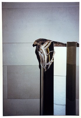 An photograph similar to the last but a wider view and different angle. A small squid or octopus is draped over a metal panel that appears to be holding up rolls of toilet paper. The wall onto which the dispenser is covered in pale tan-colored tiles with a sandy texture. The photo appears lit by a flash, creating a feeling reminiscent of fashion or street photography. The tangled tentacles of the animal suggest deliberate posing as if they were wrapped around the metal panel of the toilet paper dispenser.