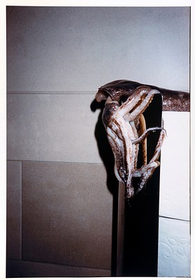 A squid or octopus is draped over a metal panel that appears to be holding up rolls of toilet paper. The wall onto which the dispenser is covered in pale tan-colored tiles with a sandy texture. The photo appears lit by a flash, creating a feeling reminiscent of fashion or street photography. The tangled tentacles of the animal suggest deliberate posing as if they were wrapped around the metal panel of the toilet paper dispenser.
