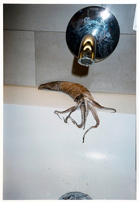 A grayish squid is draped over the edge of what looks like a bathroom sink. A smudged metal faucet is set into a grey-tan tiled wall. The white basin into which the squid's tentacles are splayed is white and reflective, with a wide metal drain cover partially visible at the bottom of the frame. From a droplet of water hanging from the faucet and some wetness on the drain, it appears the faucet was recently running. The small squid is laid out on the edge of the basin with its cone-shaped body curved into an arc.