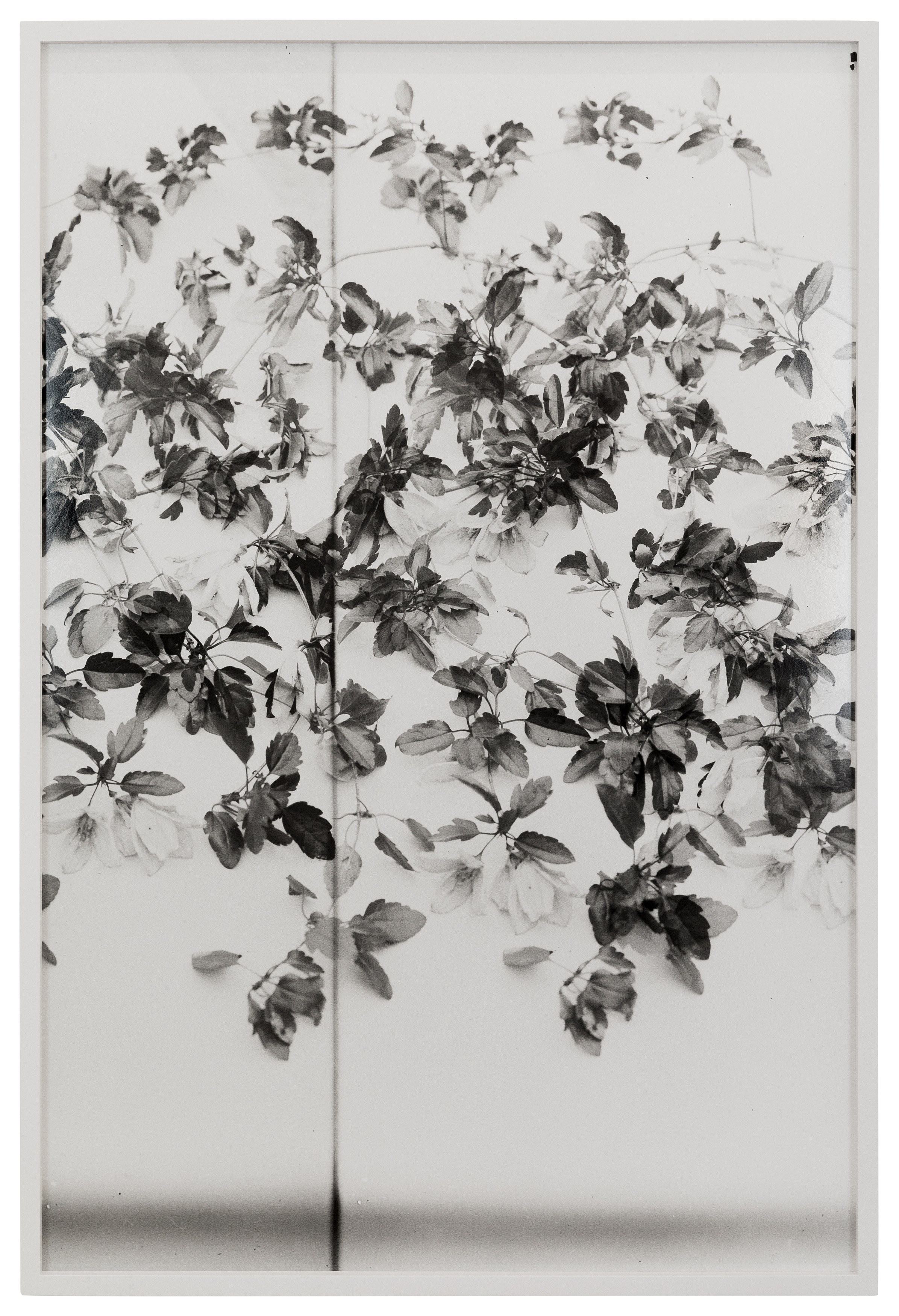 Lisa Oppenheim, The American Colony at The Approach, photo 24