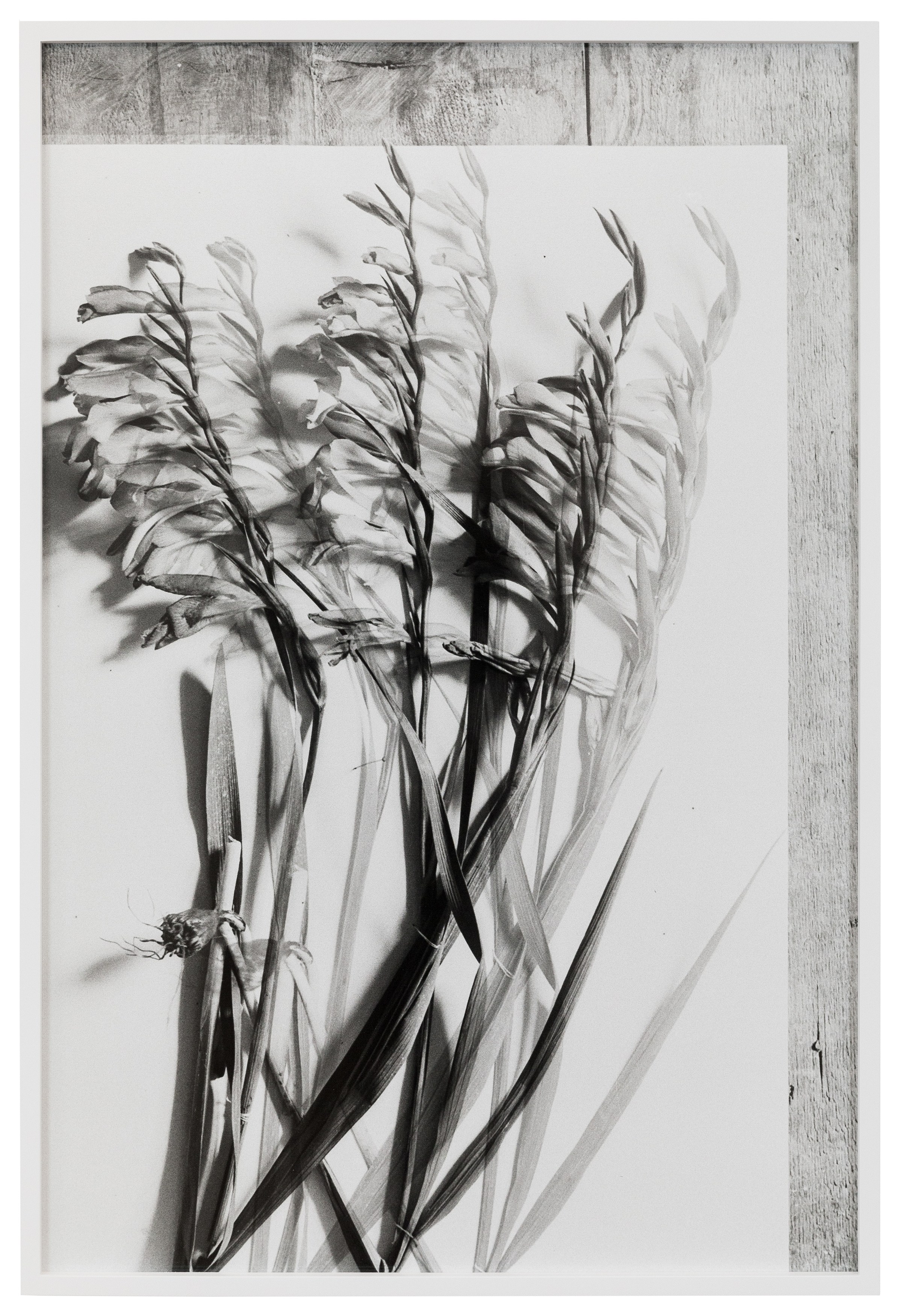 Lisa Oppenheim, The American Colony at The Approach, photo 20