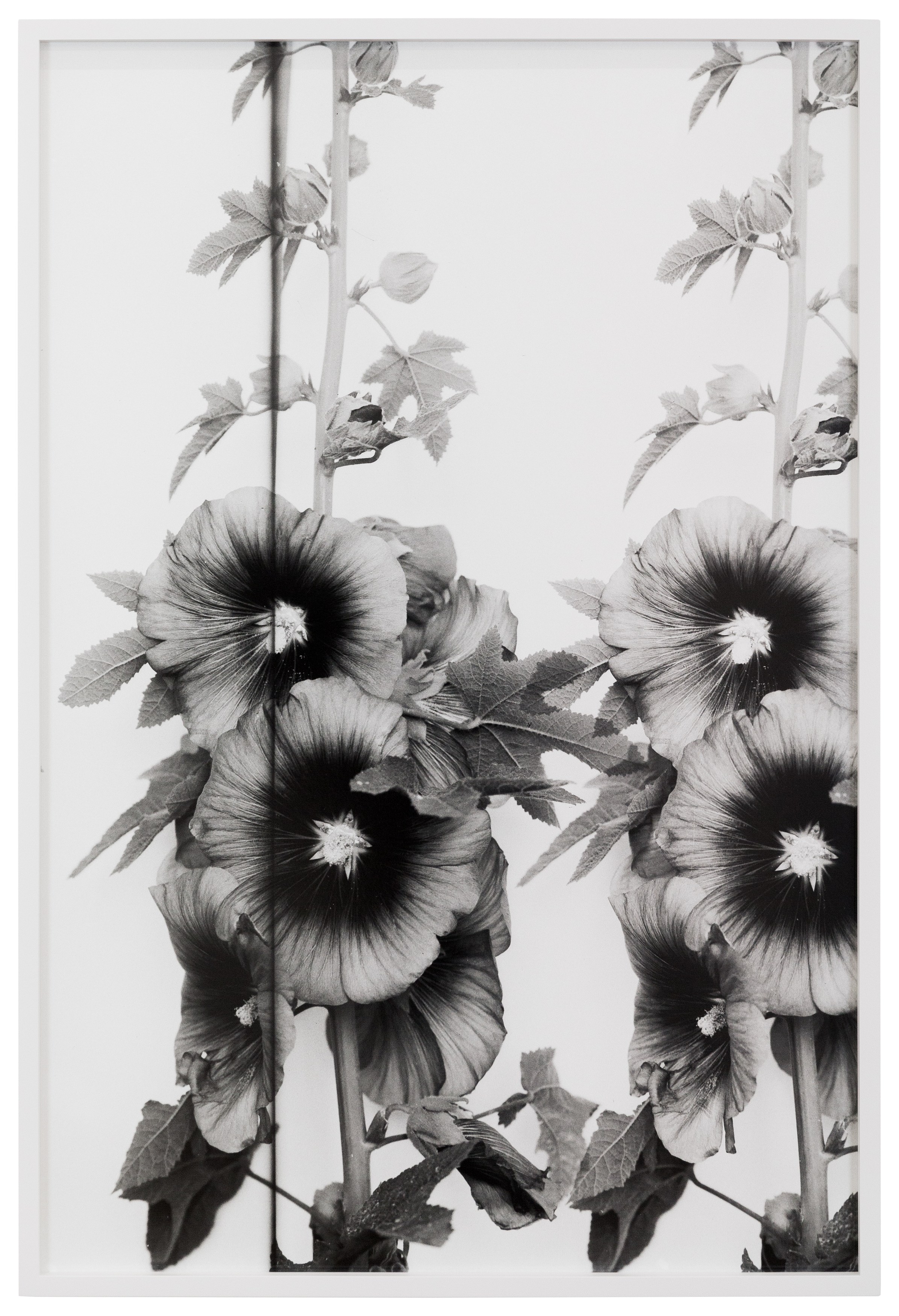 Lisa Oppenheim, The American Colony at The Approach, photo 28