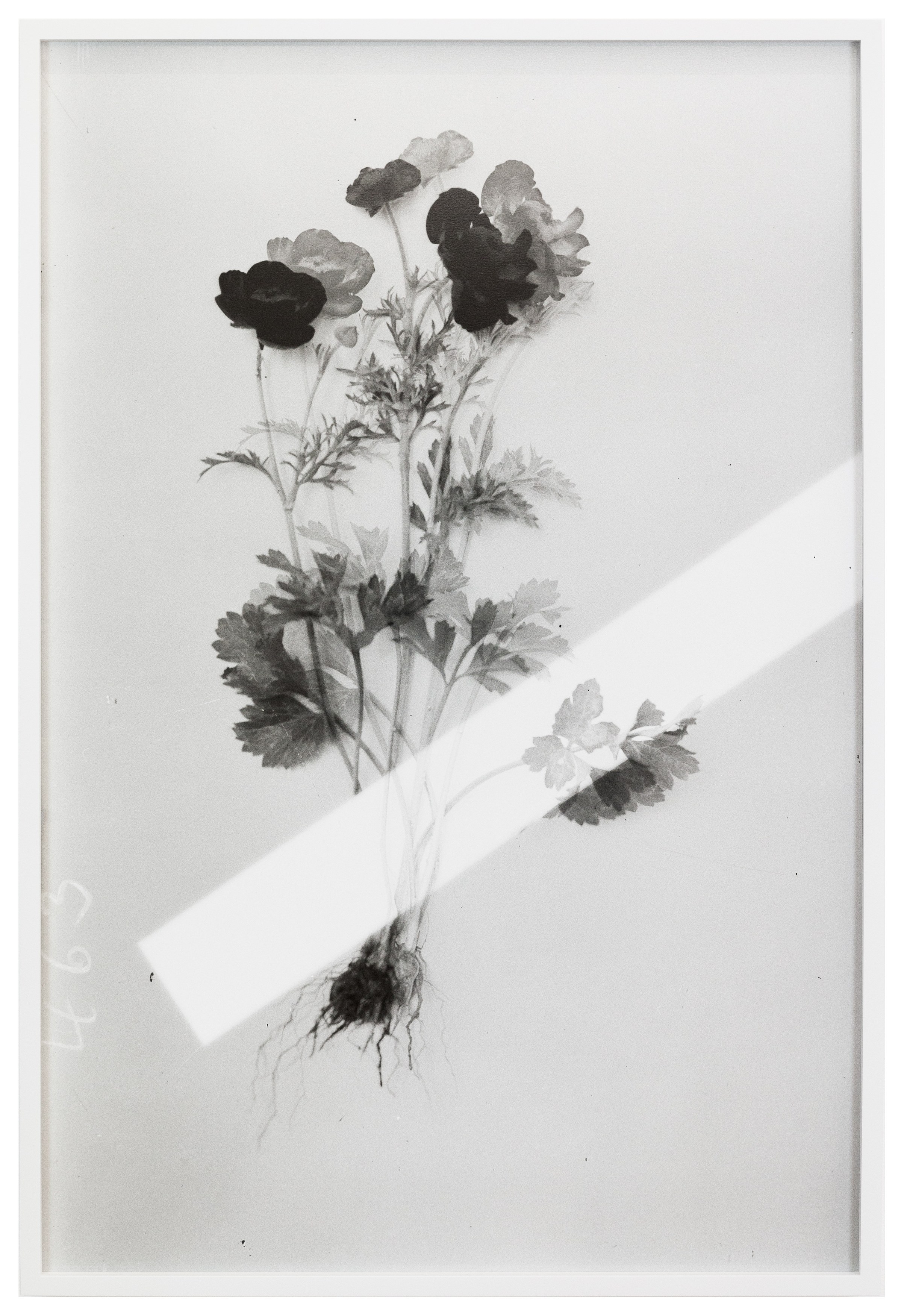 Lisa Oppenheim, The American Colony at The Approach, photo 30