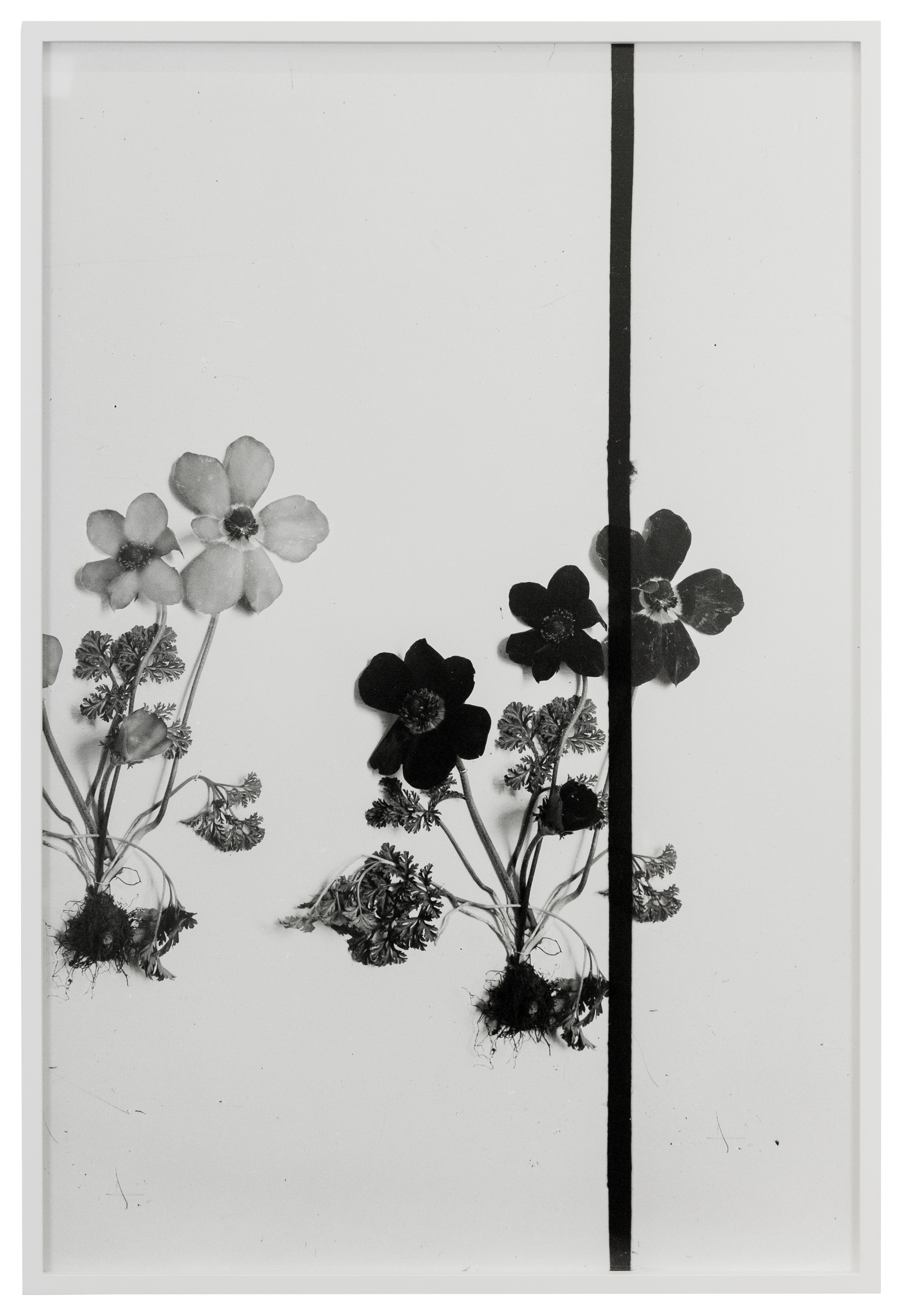 Lisa Oppenheim, The American Colony at The Approach, photo 32