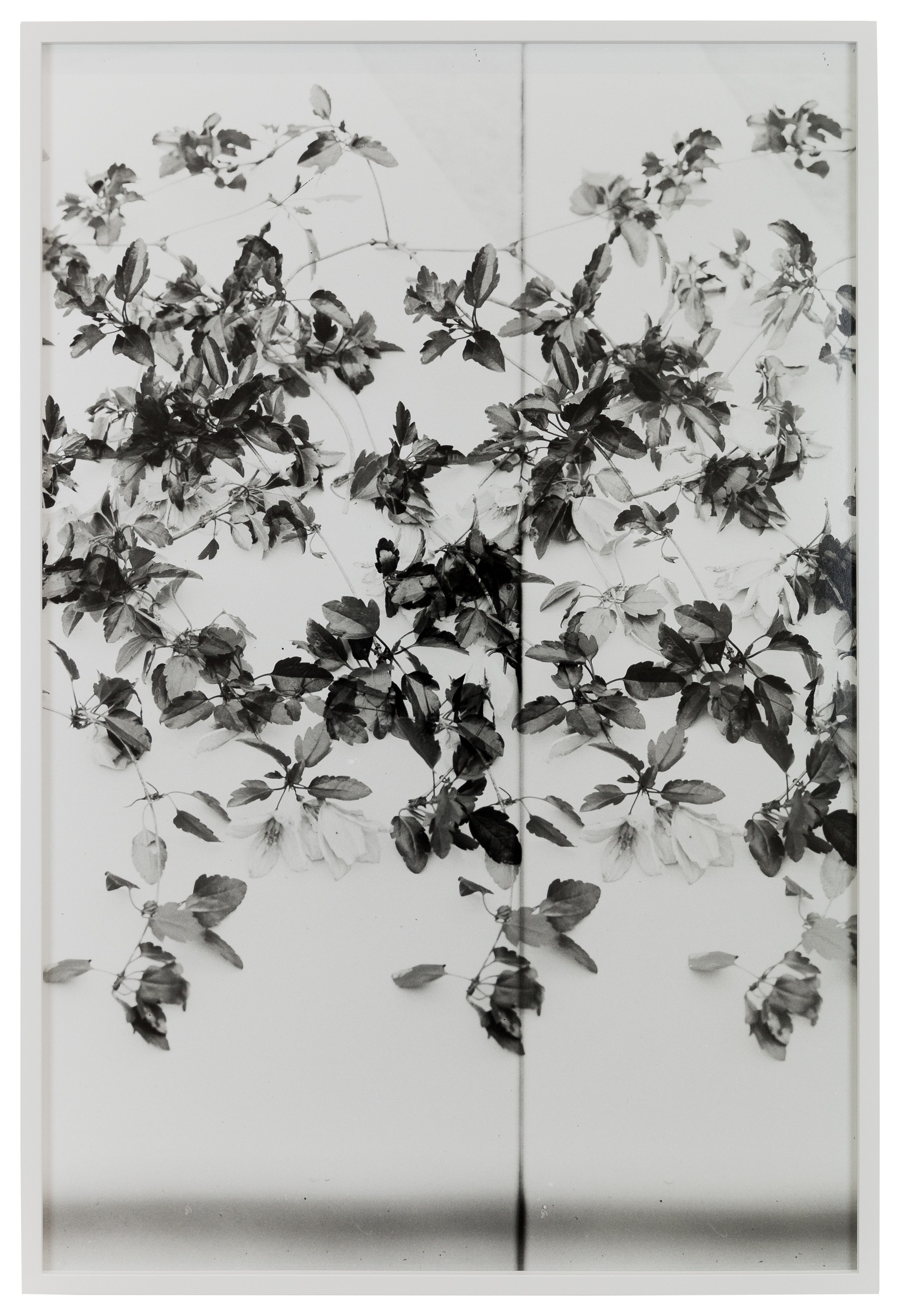 Lisa Oppenheim, The American Colony at The Approach, photo 22