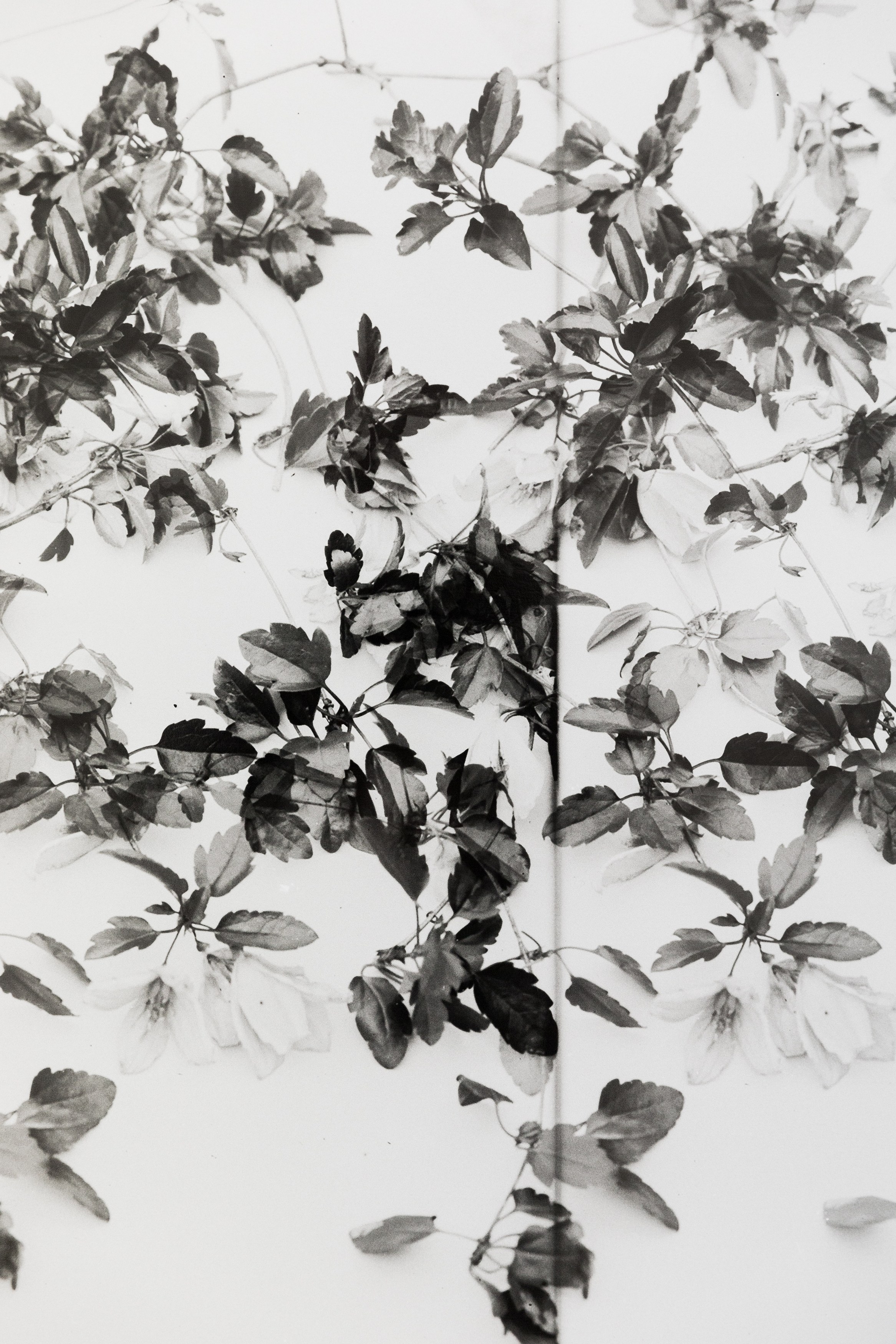 Lisa Oppenheim, The American Colony at The Approach, photo 26