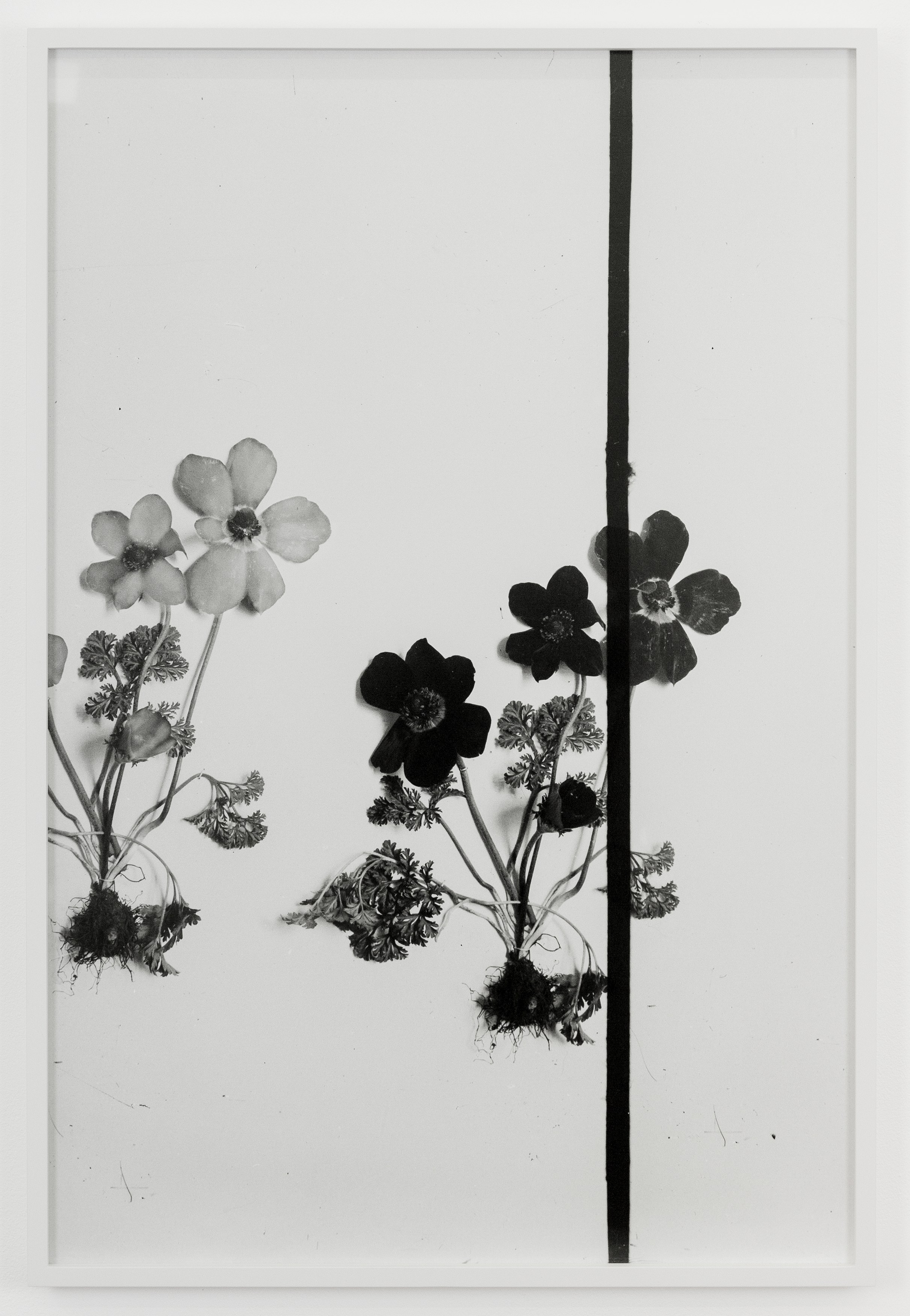 Lisa Oppenheim, The American Colony at The Approach, photo 31