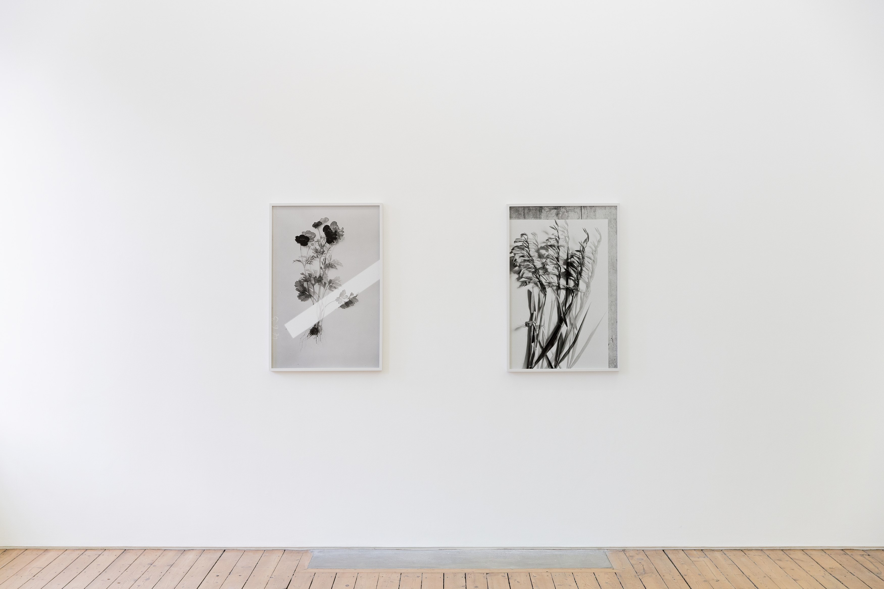 Lisa Oppenheim, The American Colony at The Approach, photo 3