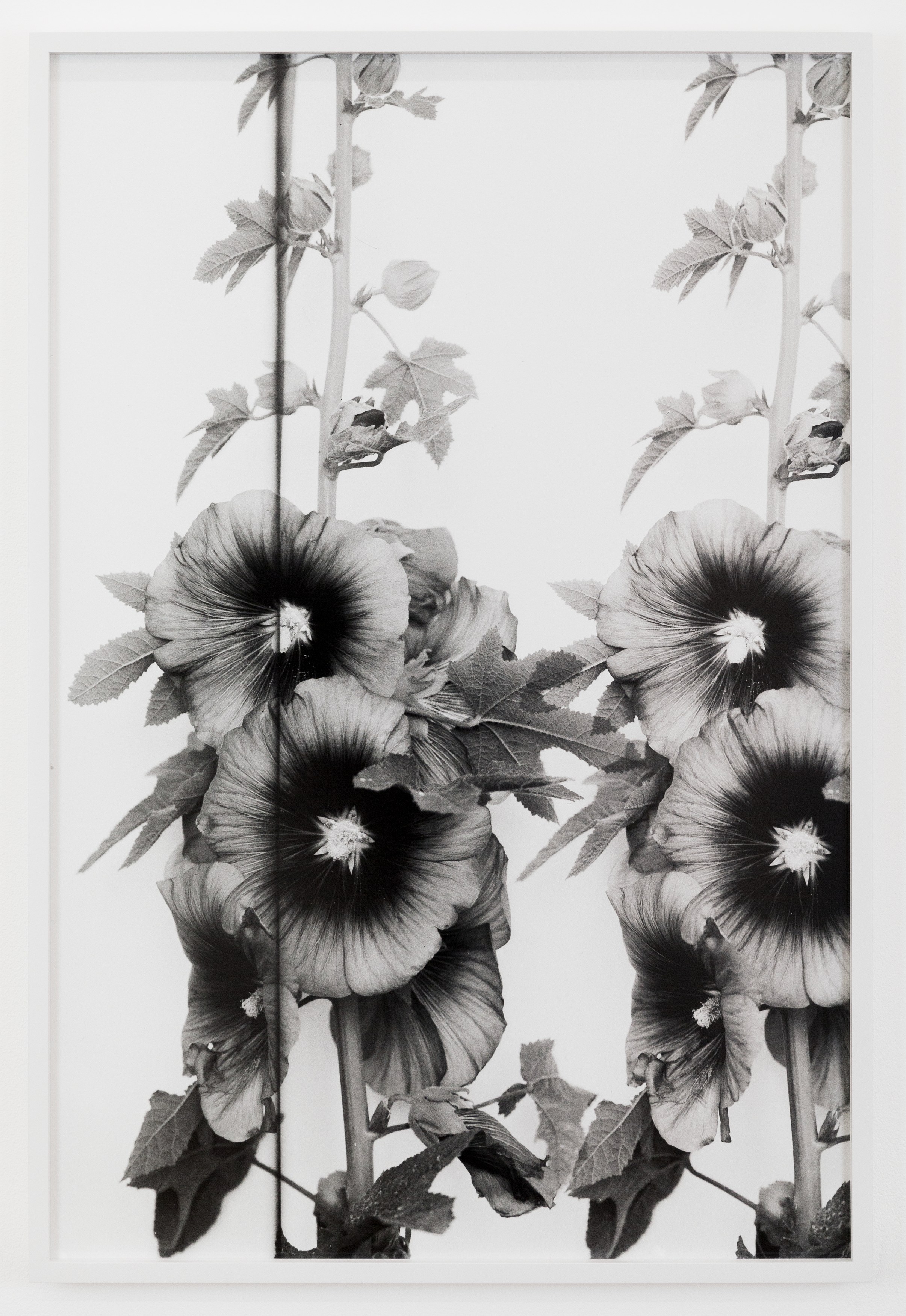Lisa Oppenheim, The American Colony at The Approach, photo 27