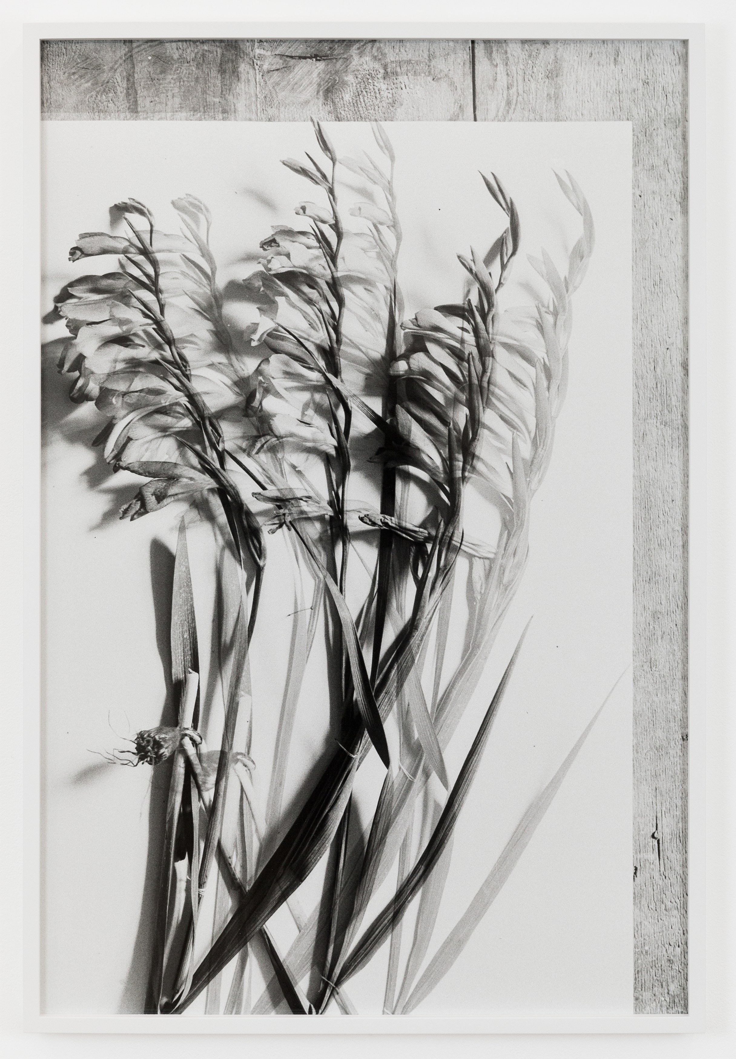 Lisa Oppenheim, The American Colony at The Approach, photo 19