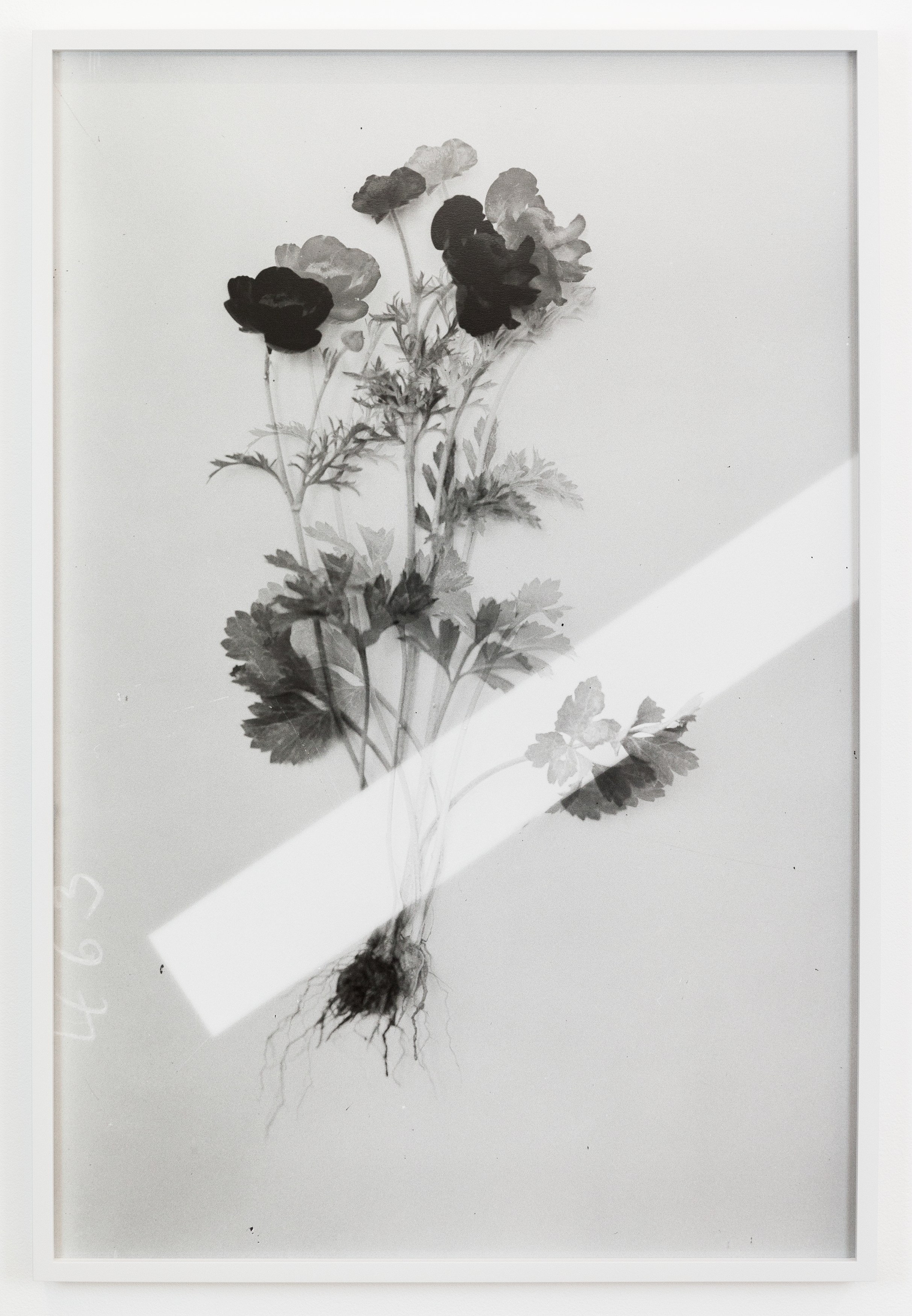 Lisa Oppenheim, The American Colony at The Approach, photo 29