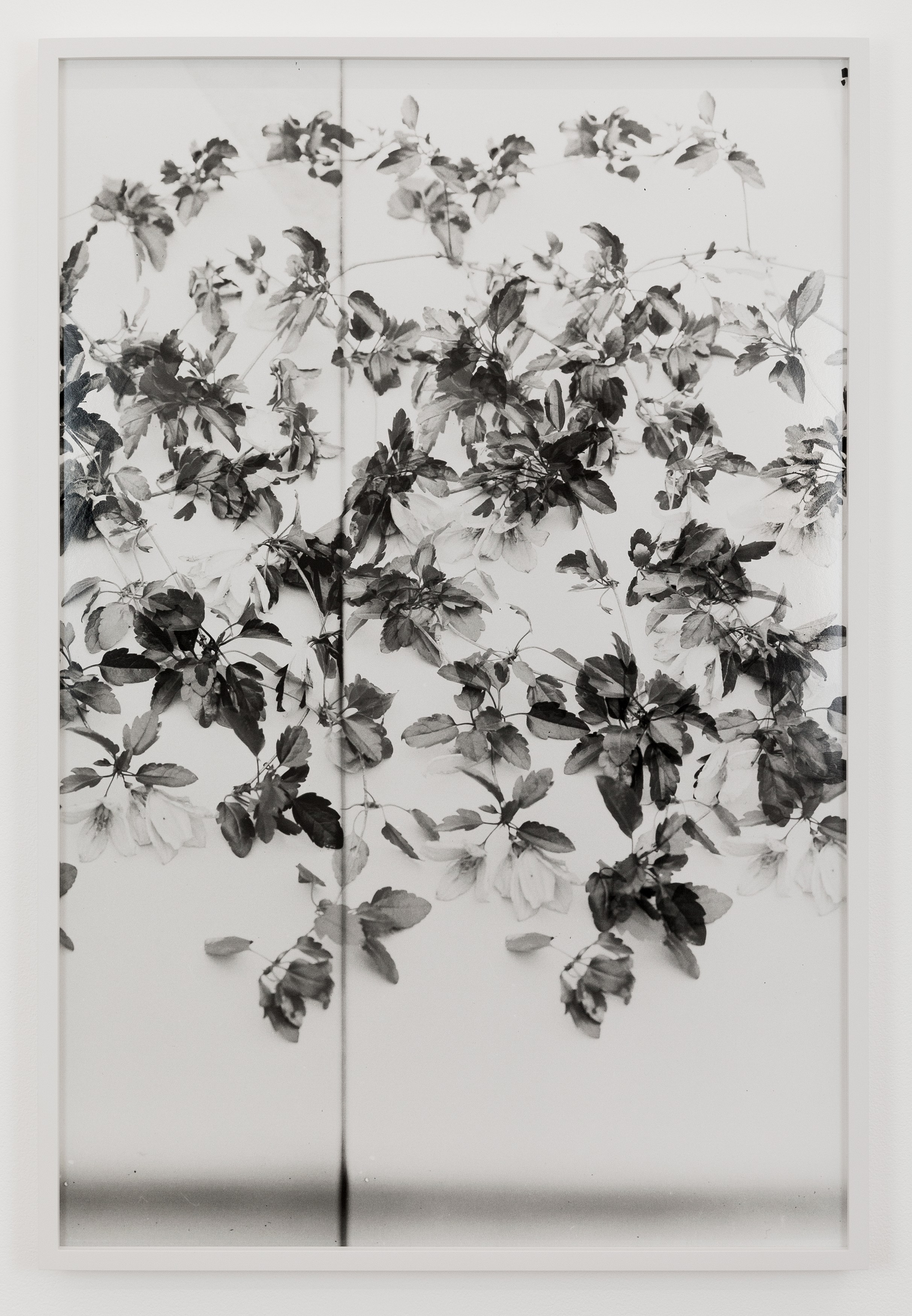 Lisa Oppenheim, The American Colony at The Approach, photo 23