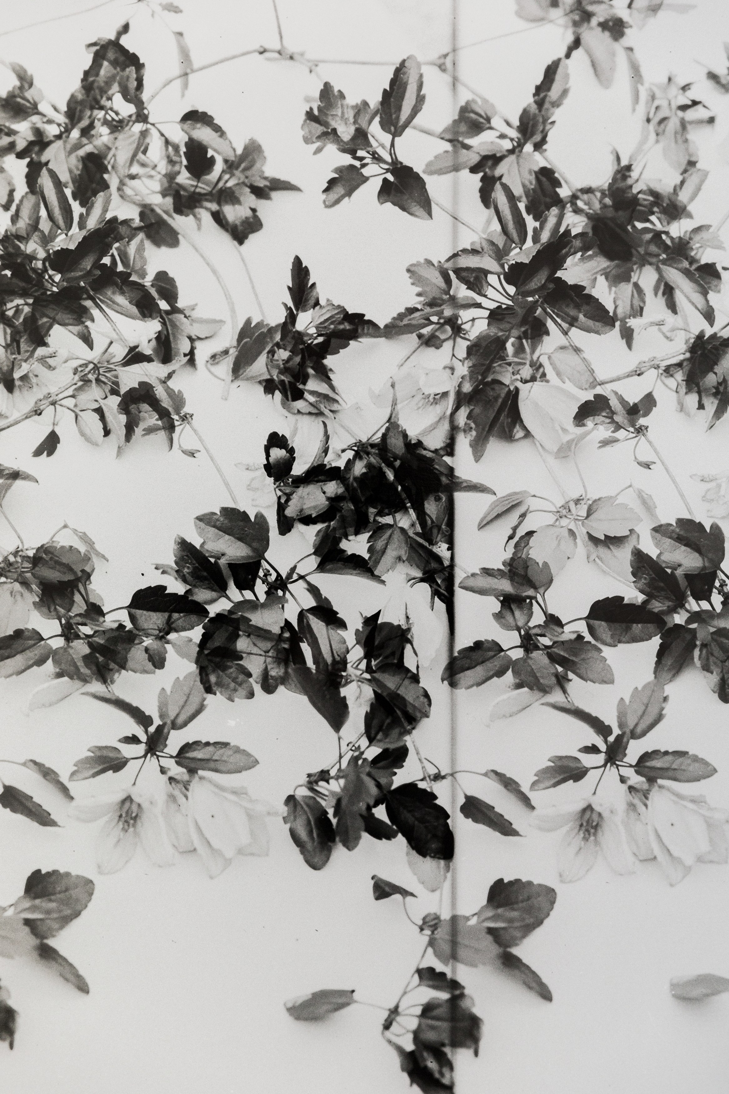 Lisa Oppenheim, The American Colony at The Approach, photo 25