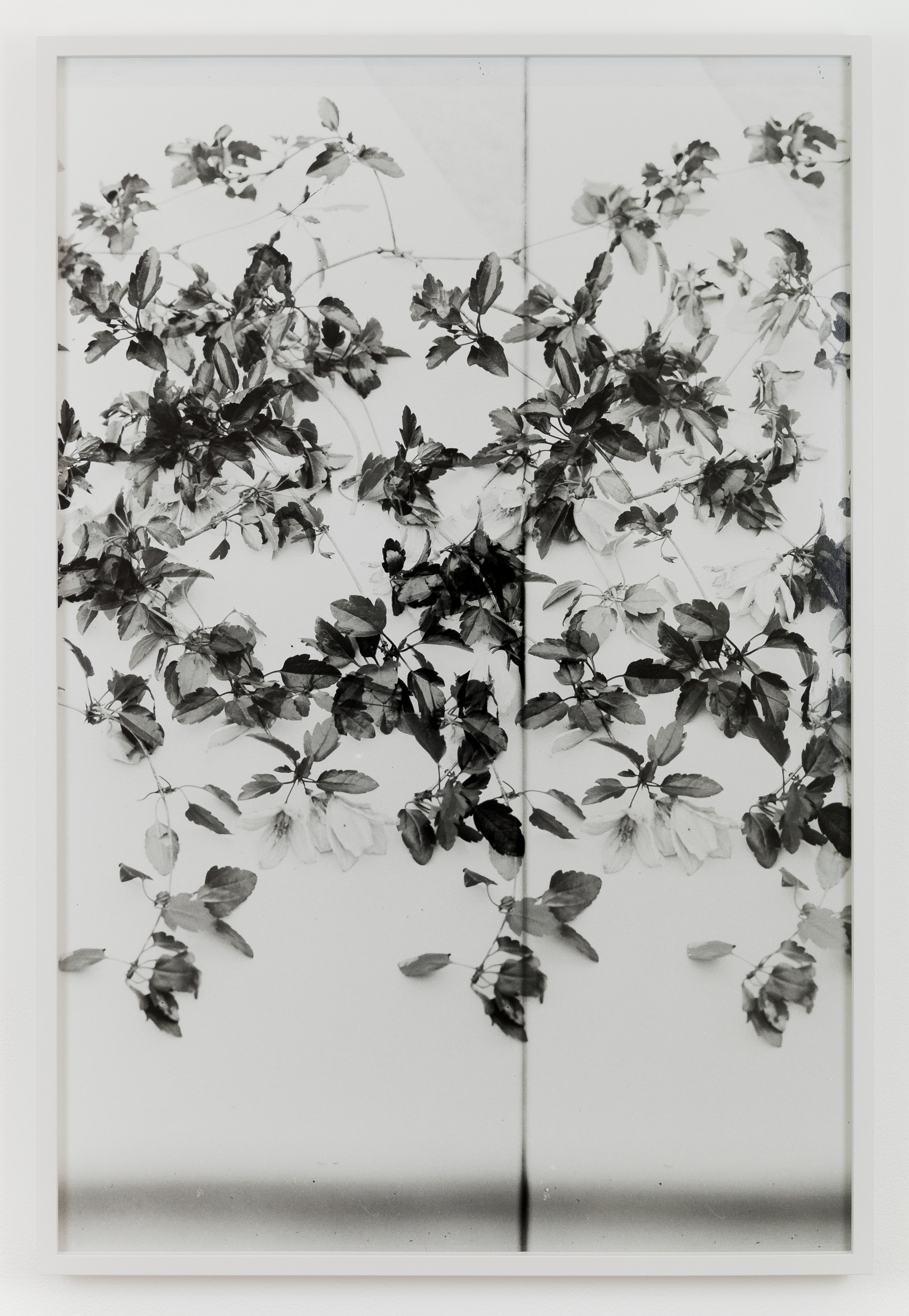 Lisa Oppenheim, The American Colony at The Approach, photo 21