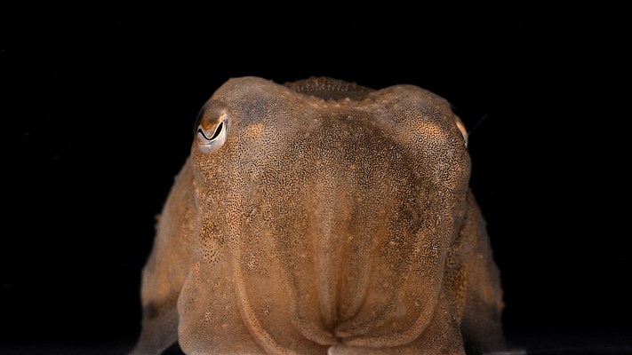 Image 30 of 32