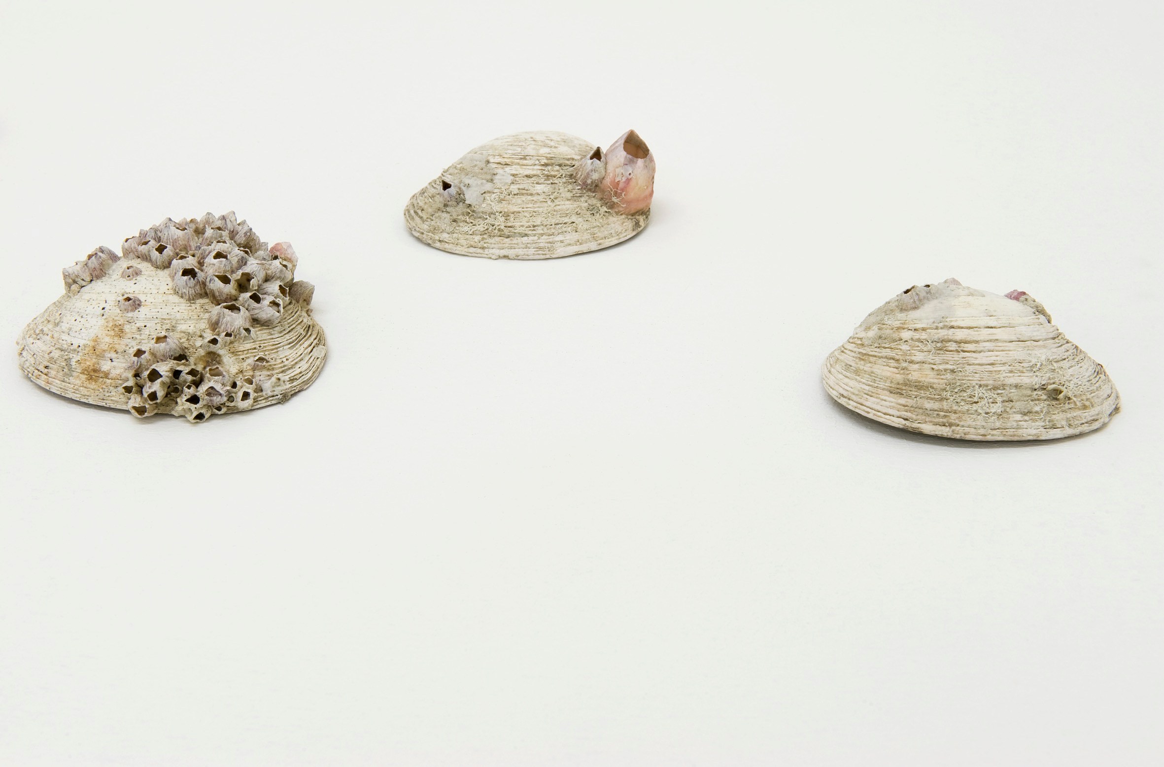 Pierre Joseph, Shimabuku, Pierre Joseph: From Apple Core to Glass | Shimabuku: Kaki and Tomato at Air de Paris, photo 5
