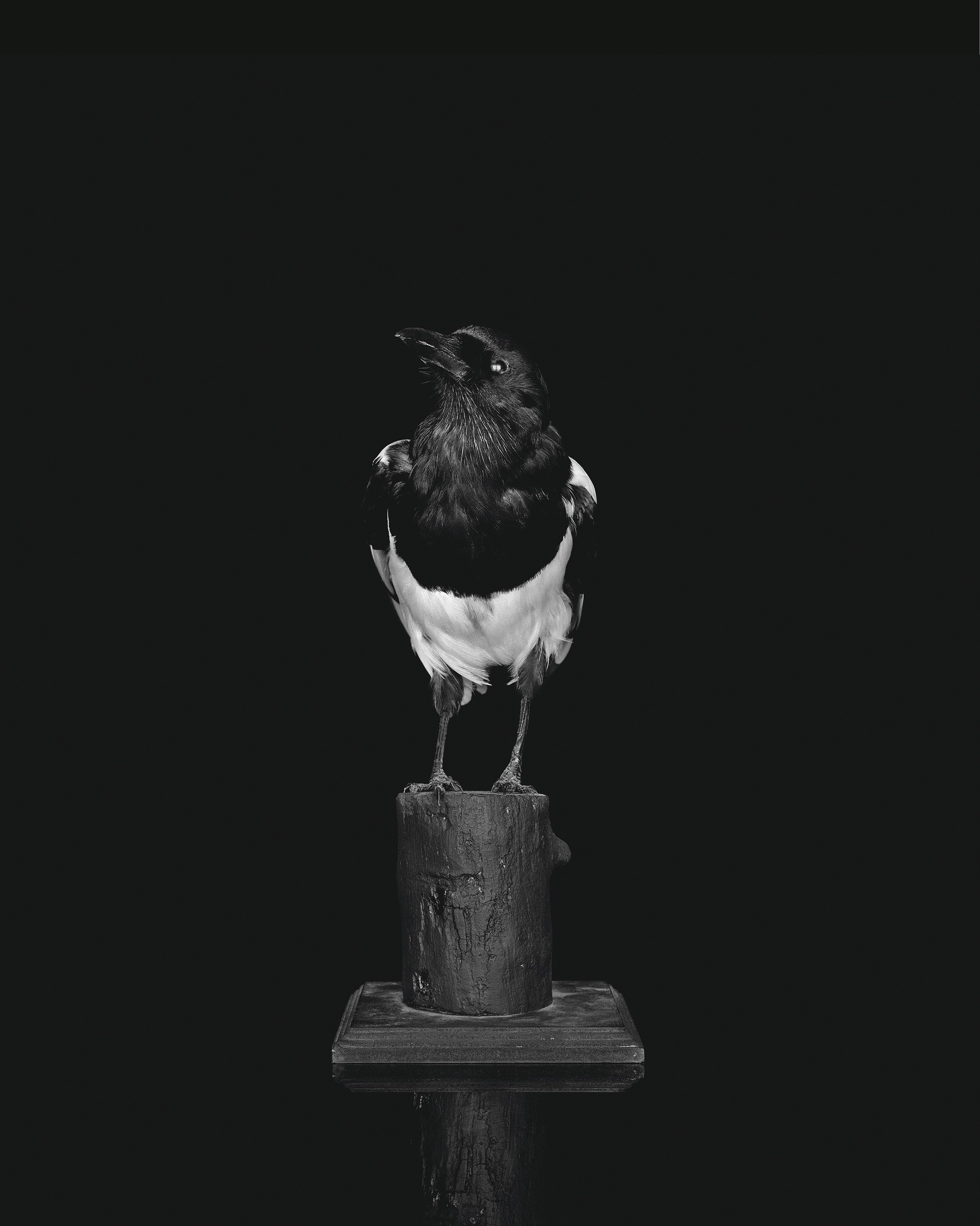 Sarah Jones, Hall of Mirrors at Studio M, photo 18