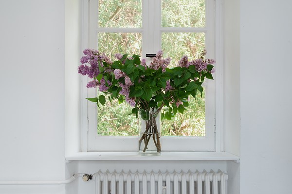 Close-up of the bouquet in previous image. In the center of the images we can see a rectangular window made up from six square window panes, cropped just at the upper panes. Through the window we can see green foliage. To the left and right of the window, we can see white walls. Directly below the window we can see the upper part of a radiator. Its frame and ledge is painted white. On the ledge stands a bouquet of branches with green leaves and purple flowers cut from the tree in the garden outside. The bouquet has the shape of a V, and it appears to be cut from a lilac tree. The flowers are mostly visible at the edges of the bouquet, and at its center there are mostly green leaves. Through the glass vase we can see the brown stems.