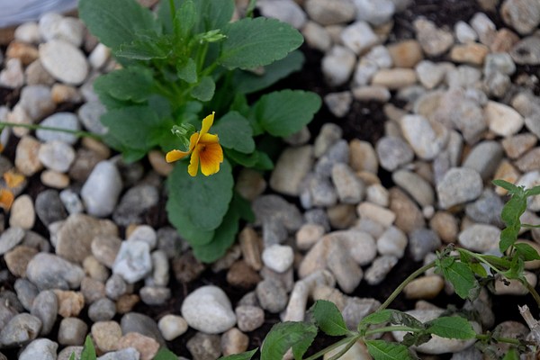 Image 11 of 21