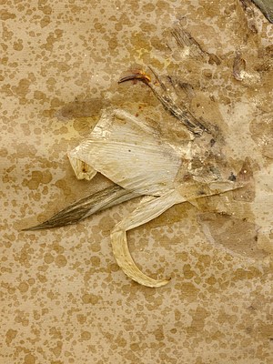 Image 50 of 75