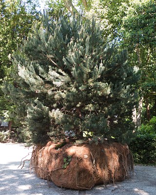 Image 14 of 21