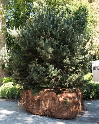 Image 15 of 21