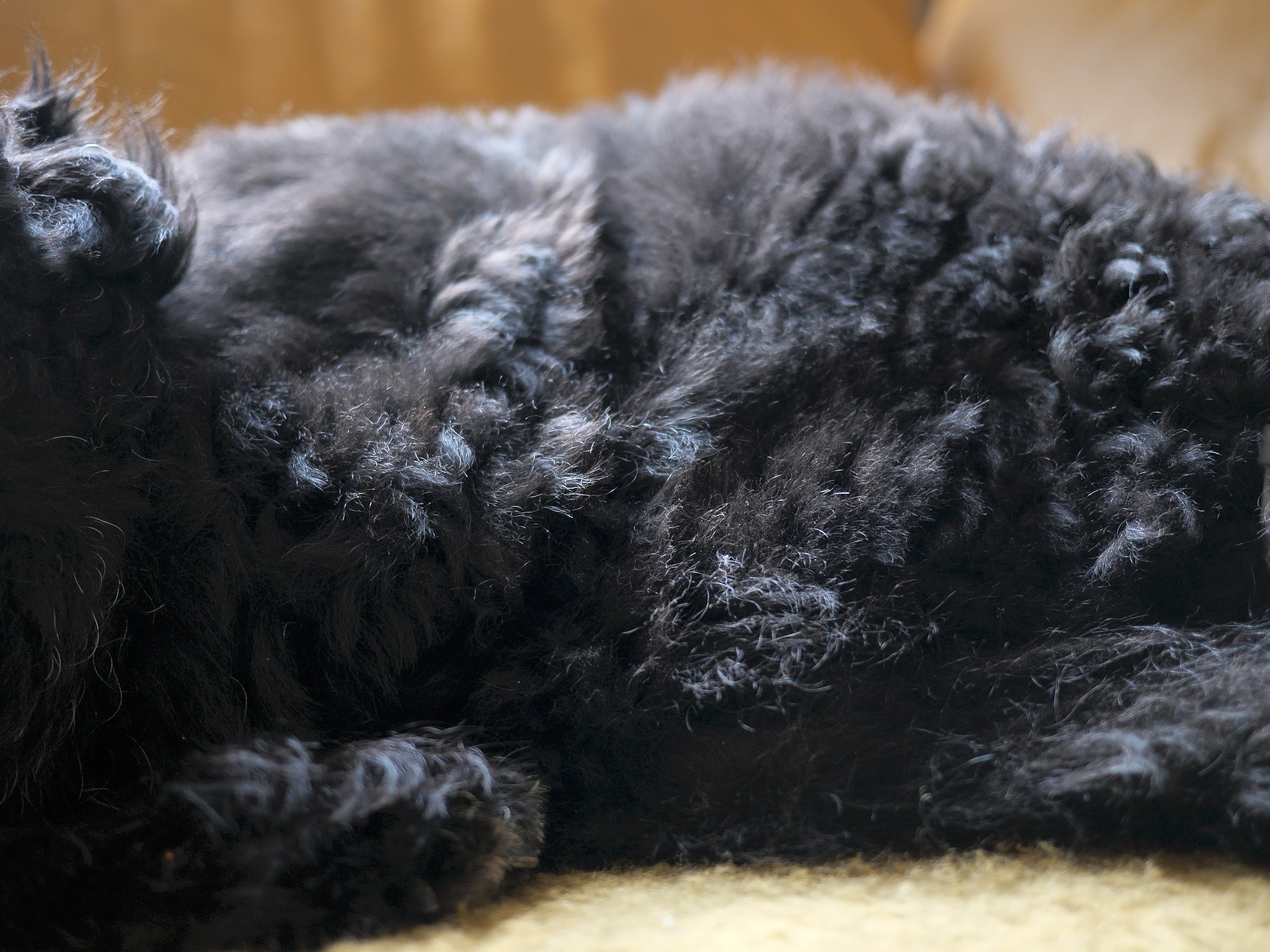 Nina Könnemann, Old Dogs at Lars Friedrich, photo 6