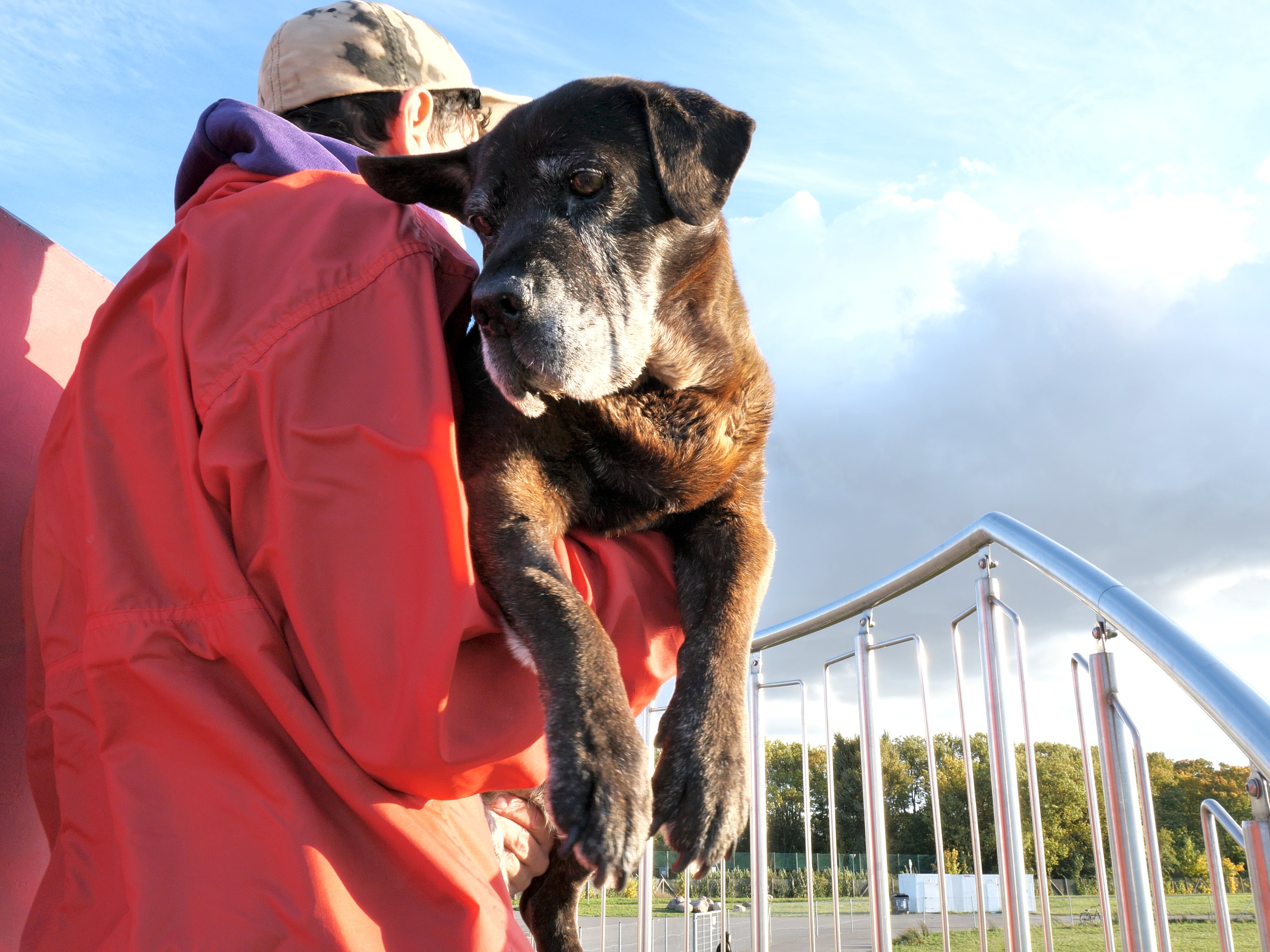 Nina Könnemann, Old Dogs at Lars Friedrich, photo 8