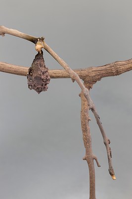 Image 16 of 30