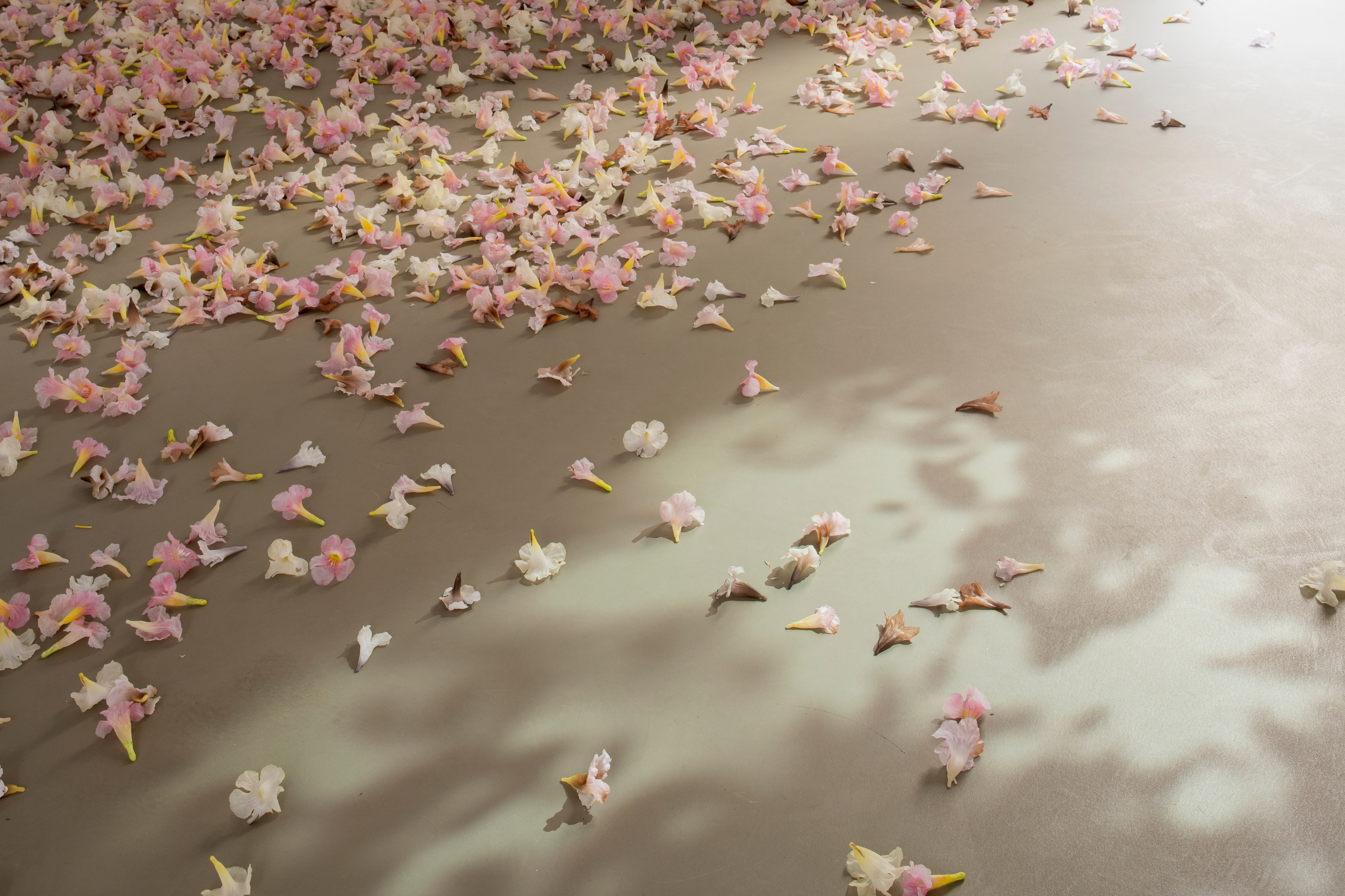 Allora and Calzadilla, Antille at Galerie Chantal Crousel, photo 8