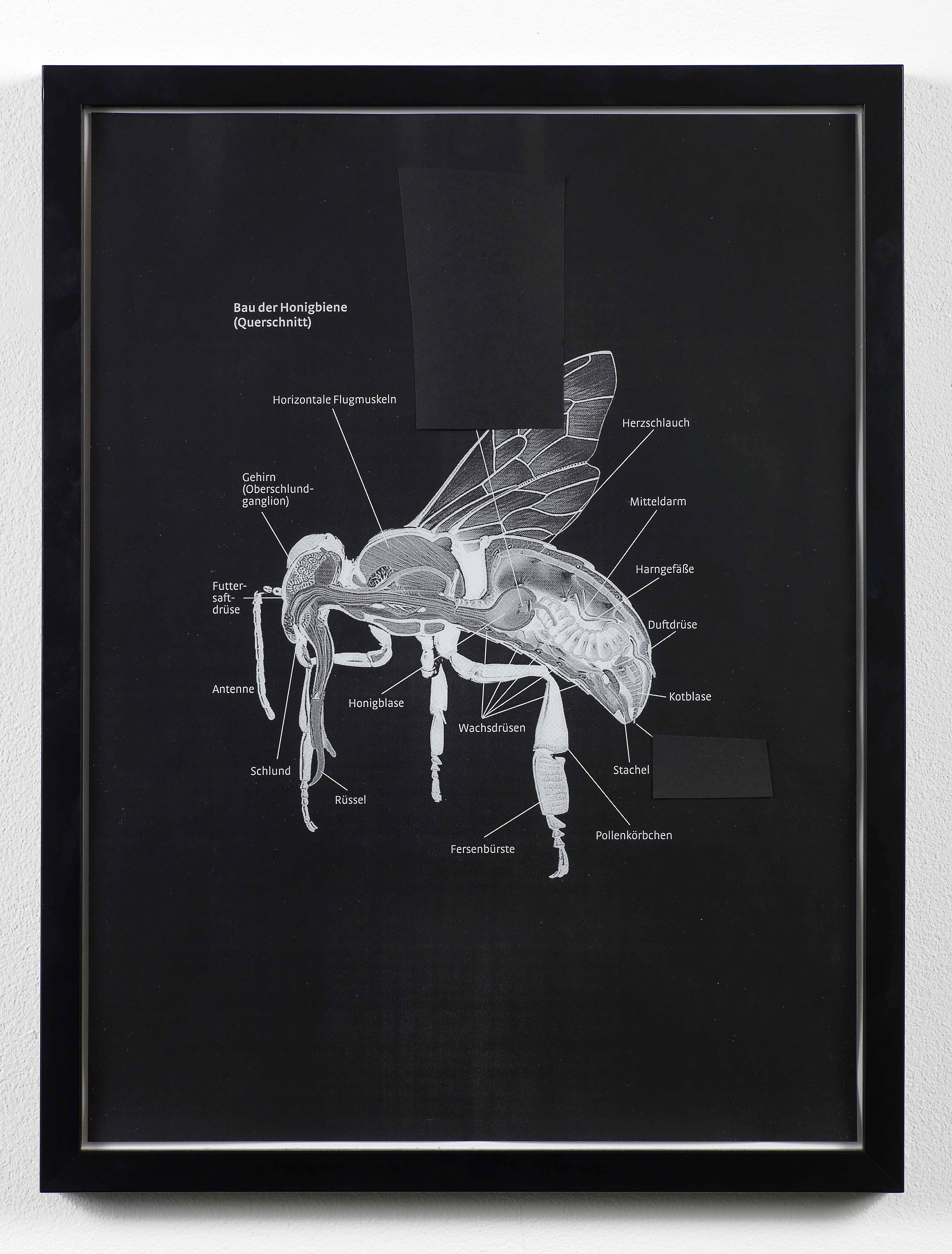 Klaus Weber, Bee Paintings at Museum St, photo 12