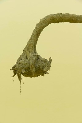 Image 8 of 16