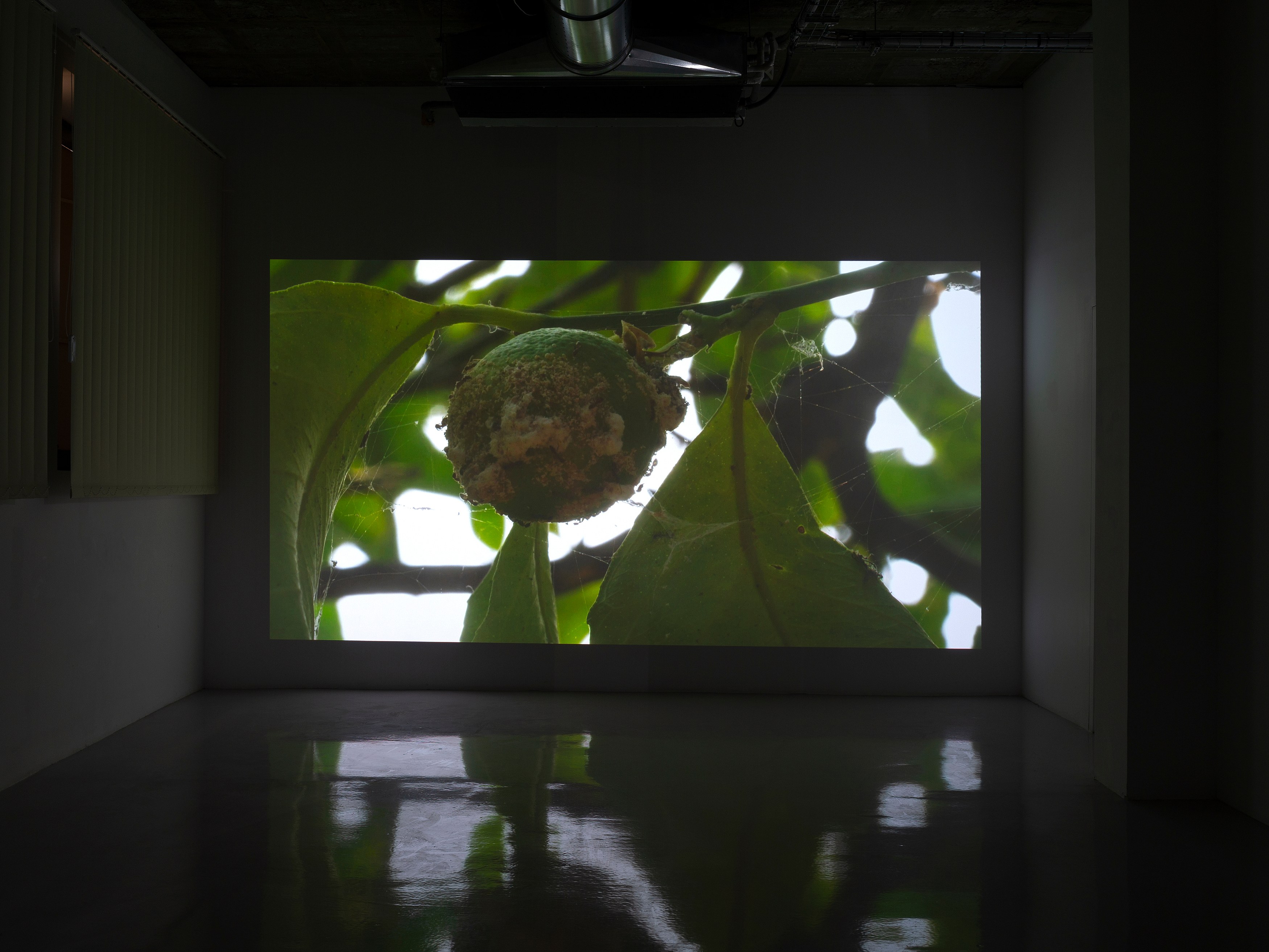 Torbjørn Rødland, Theatre of Immediacy at Air de Paris, photo 16