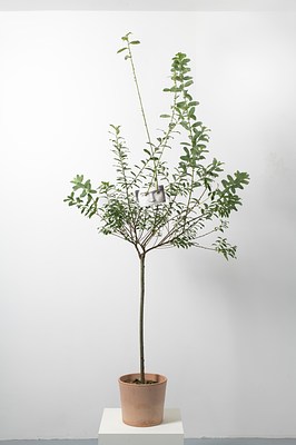 Image 12 of 61