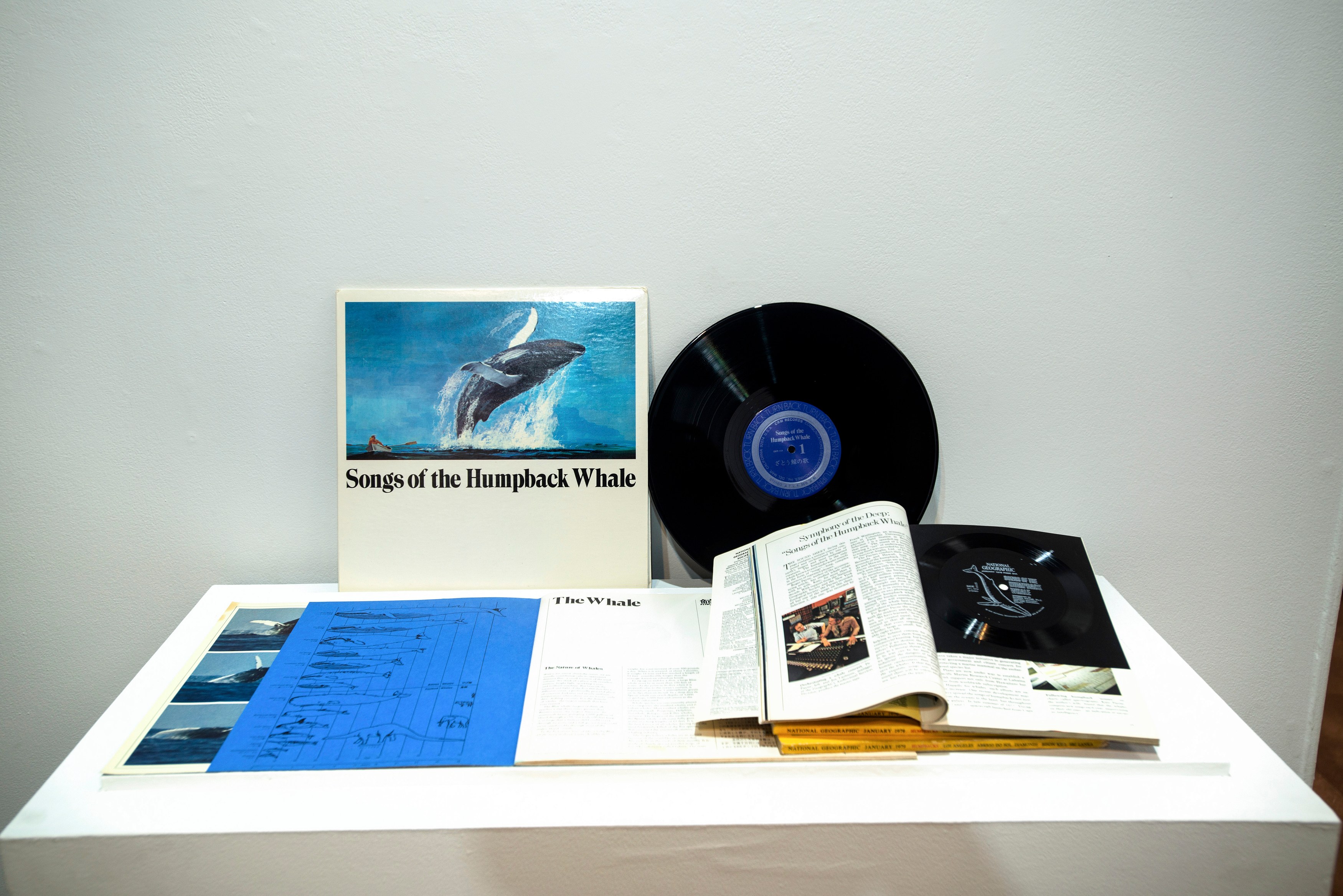Who Speaks for the Oceans?, Who Speaks for the Oceans? at Mishkin Gallery, Baruch College, photo 17