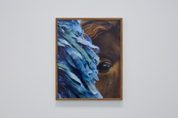 Charlotte Dumas | Contemporary Art Library